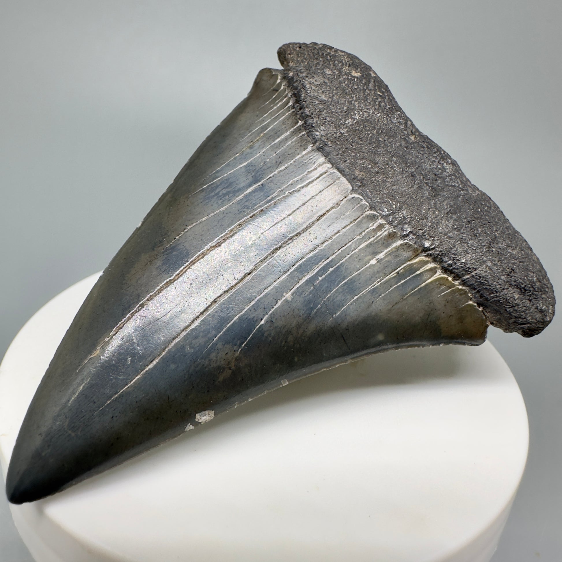 LARGE 2.77" Fossil Extinct Mako - Isurus hastalis Shark Tooth from Southeast USA M586 - Front Right