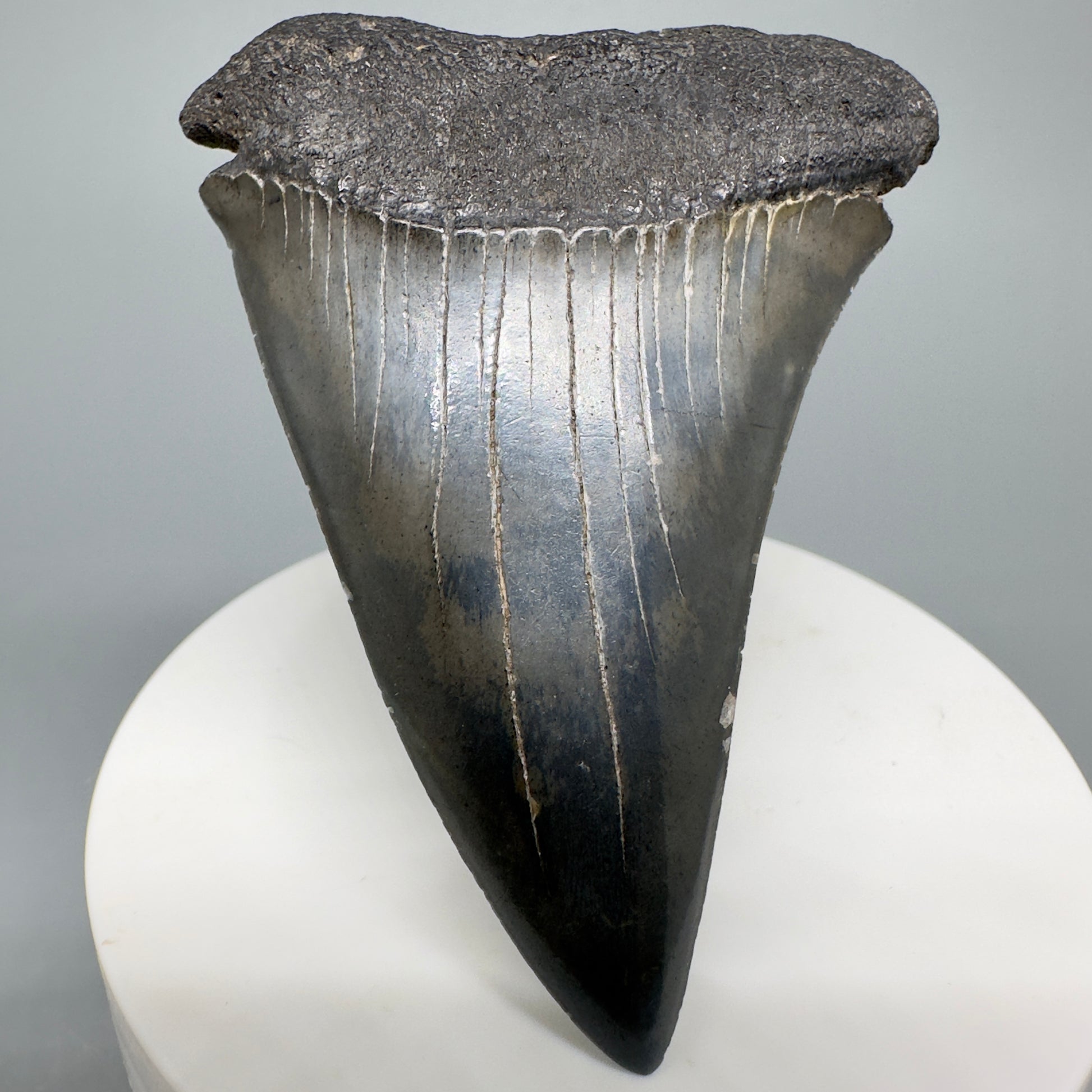 LARGE 2.77" Fossil Extinct Mako - Isurus hastalis Shark Tooth from Southeast USA M586 - Front1