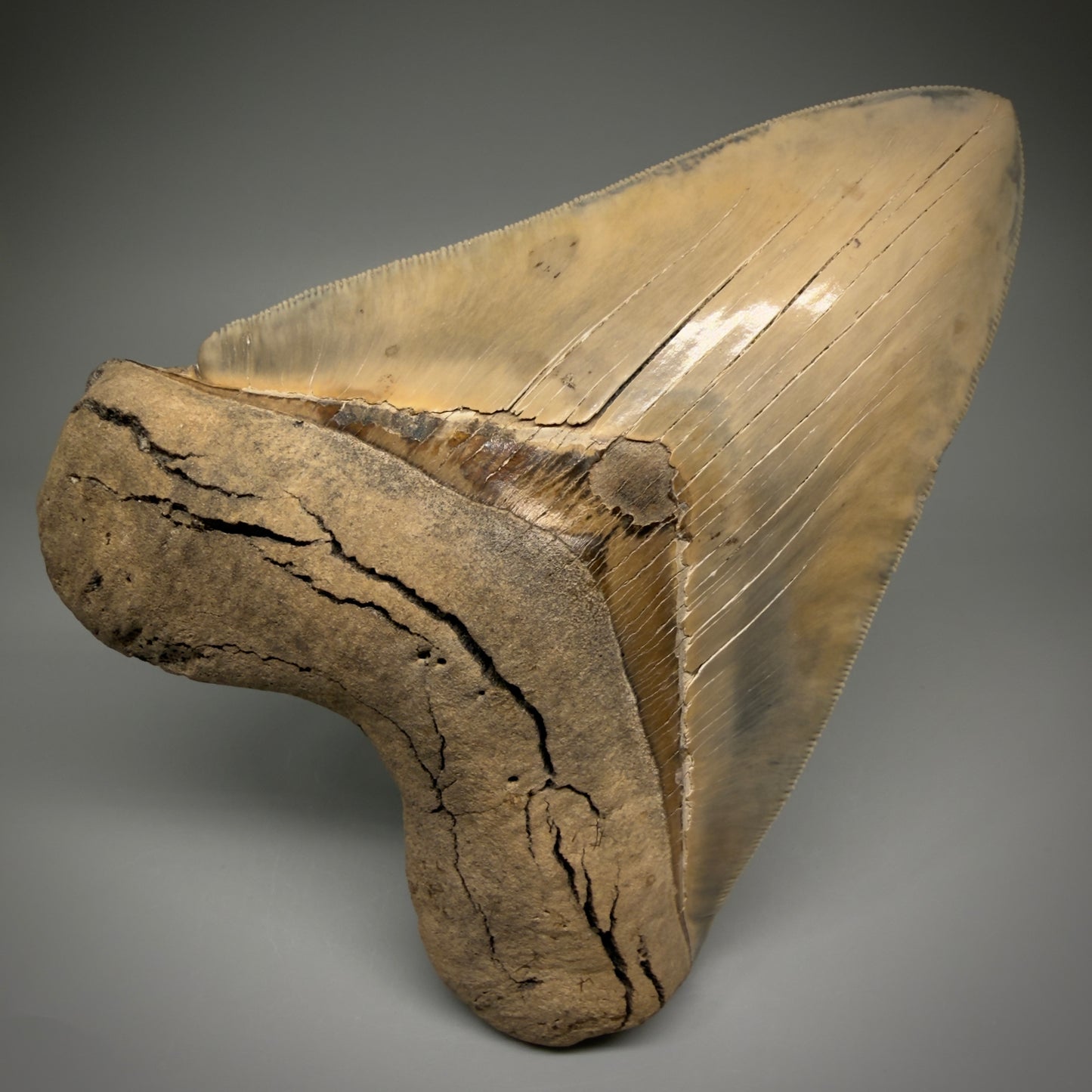 Front View Authentic 5.30" Collector Megalodon Tooth from South Carolina – Collector's Quality CM5485 - 3