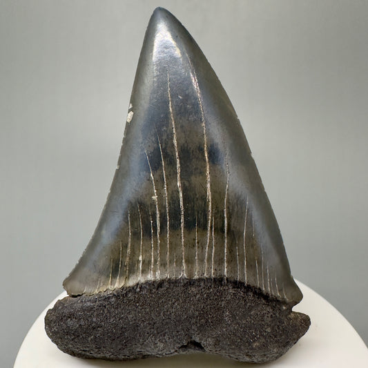 LARGE 2.77" Fossil Extinct Mako - Isurus hastalis Shark Tooth from Southeast USA M586 - Front