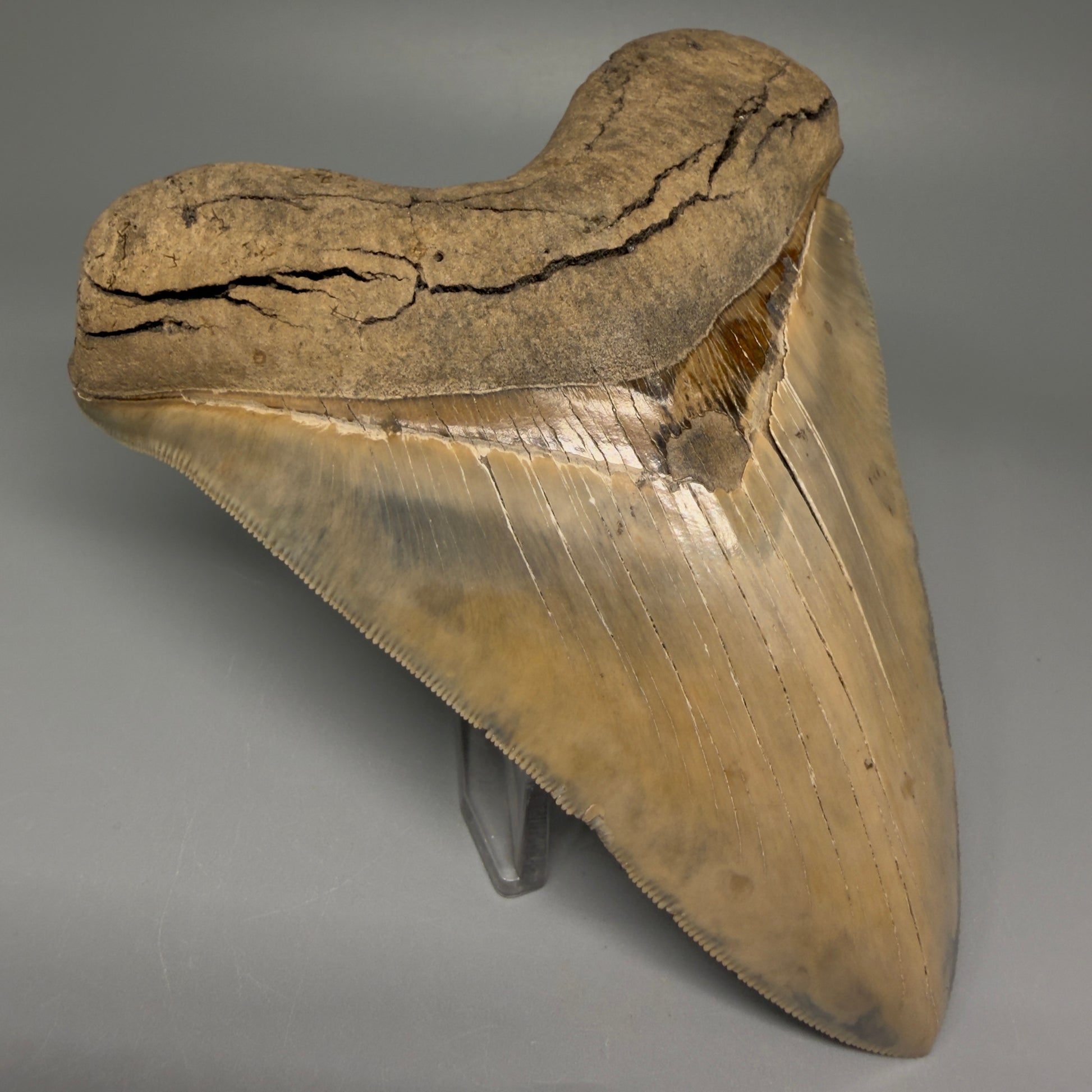 Front Left View Authentic 5.30" Collector Megalodon Tooth from South Carolina – Collector's Quality CM5485 - 1