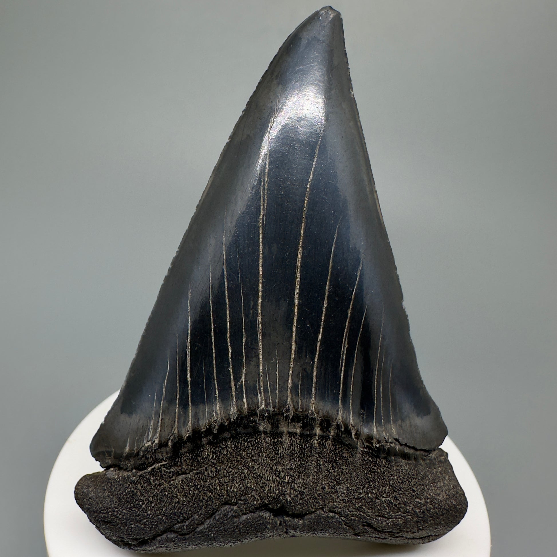 HUGE, XL 3.10" Fossil Extinct Mako - Isurus hastalis Tooth from South Carolina M588 - Front1