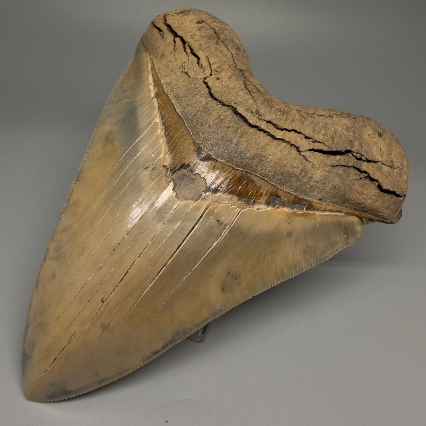 Front Right View Authentic 5.30" Collector Megalodon Tooth from South Carolina – Collector's Quality CM5485 - 1