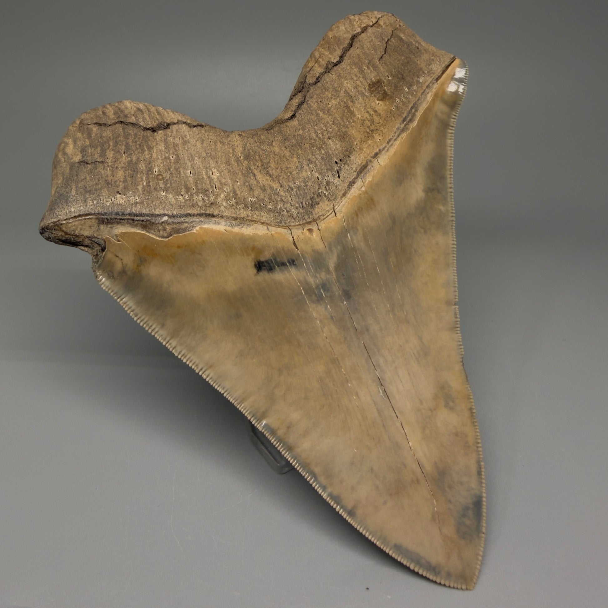 Back Left View Authentic 5.30" Collector Megalodon Tooth from South Carolina – Collector's Quality CM5485 