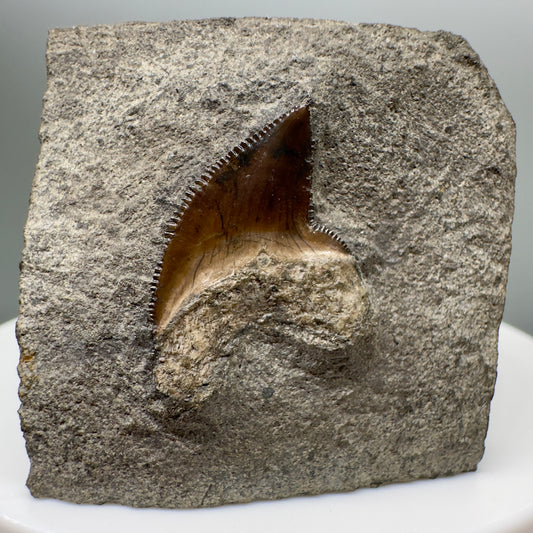 0.84" long In Matrix Fossil Squalicorax kaupi - Extinct Crow Shark tooth - Rare from Canada R557 - Front