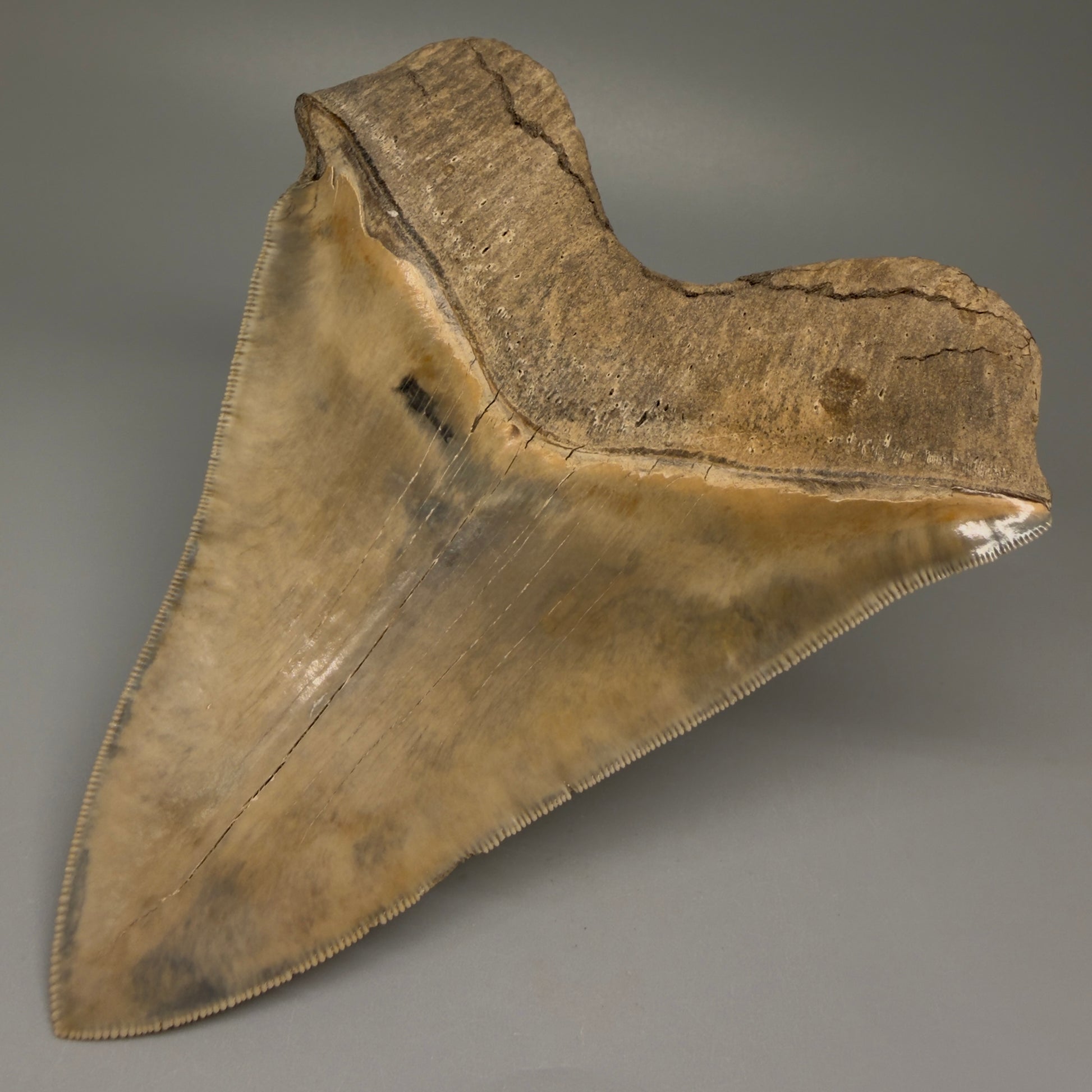 Back Right View Authentic 5.30" Collector Megalodon Tooth from South Carolina – Collector's Quality CM5485 