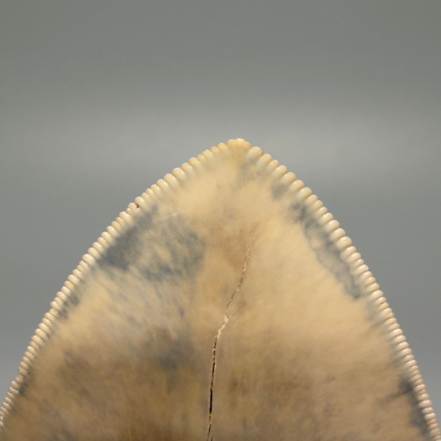 Tip Detail Authentic 5.30" Collector Megalodon Tooth from South Carolina – Collector's Quality CM5485 