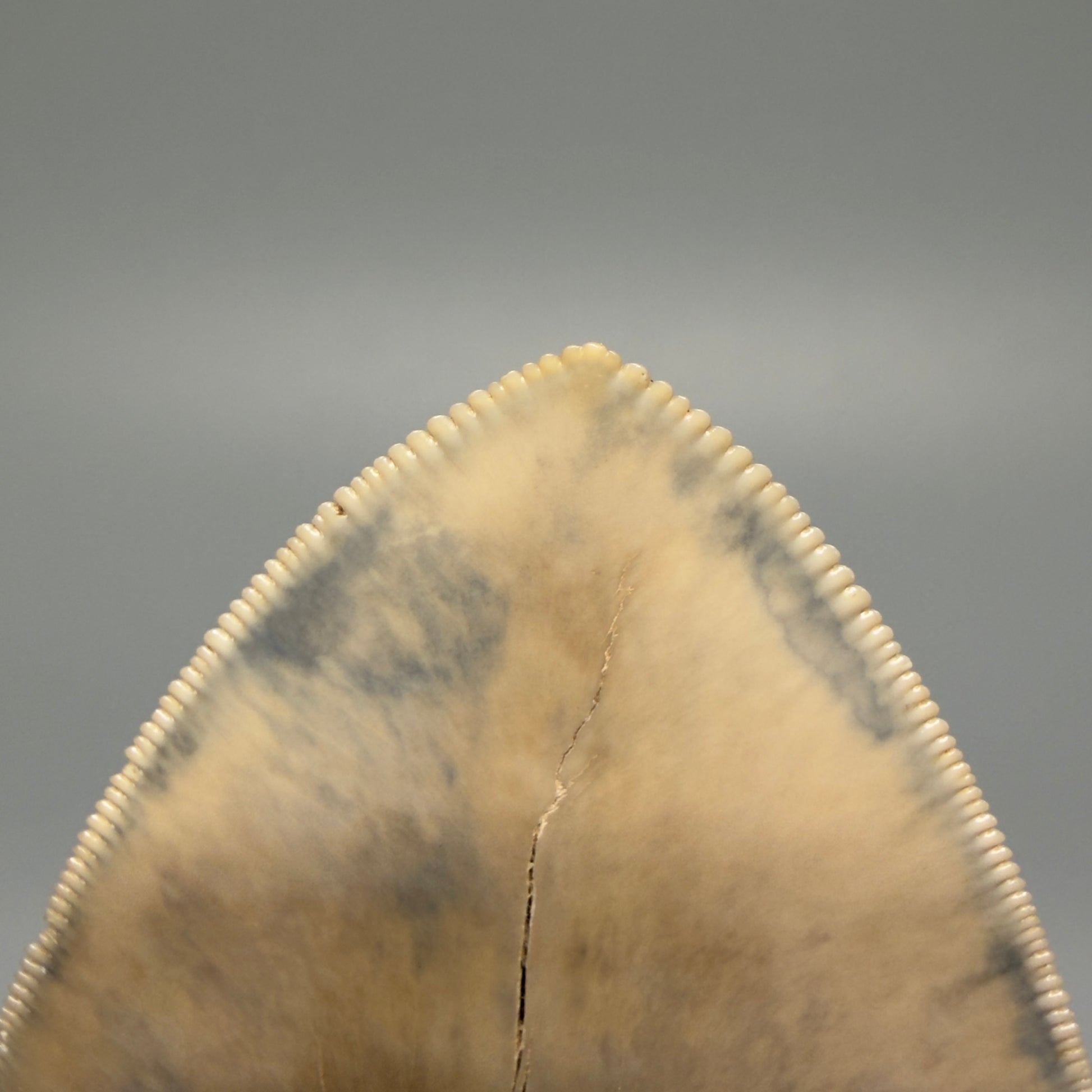 Tip Detail Authentic 5.30" Collector Megalodon Tooth from South Carolina – Collector's Quality CM5485 