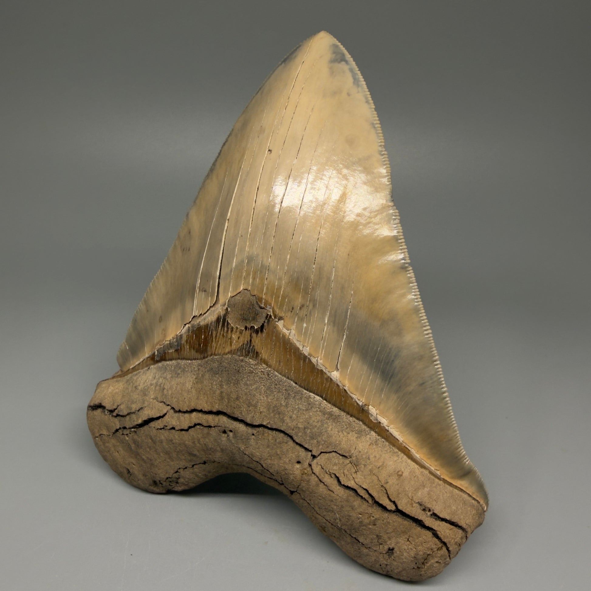 Front Right View Authentic 5.30" Collector Megalodon Tooth from South Carolina – Collector's Quality CM5485 