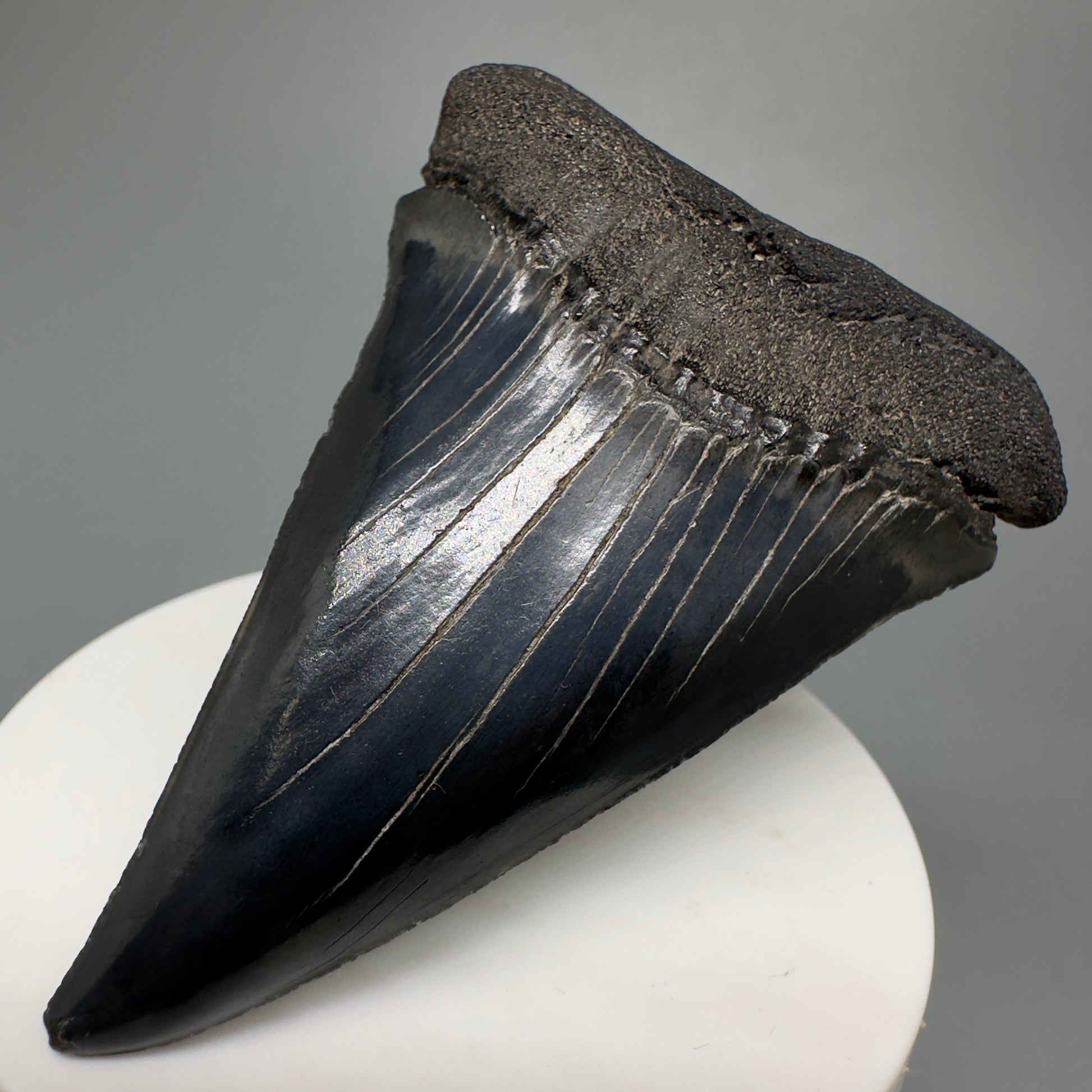 HUGE, XL 3.10" Fossil Extinct Mako - Isurus hastalis Tooth from South Carolina M588 - Front Right