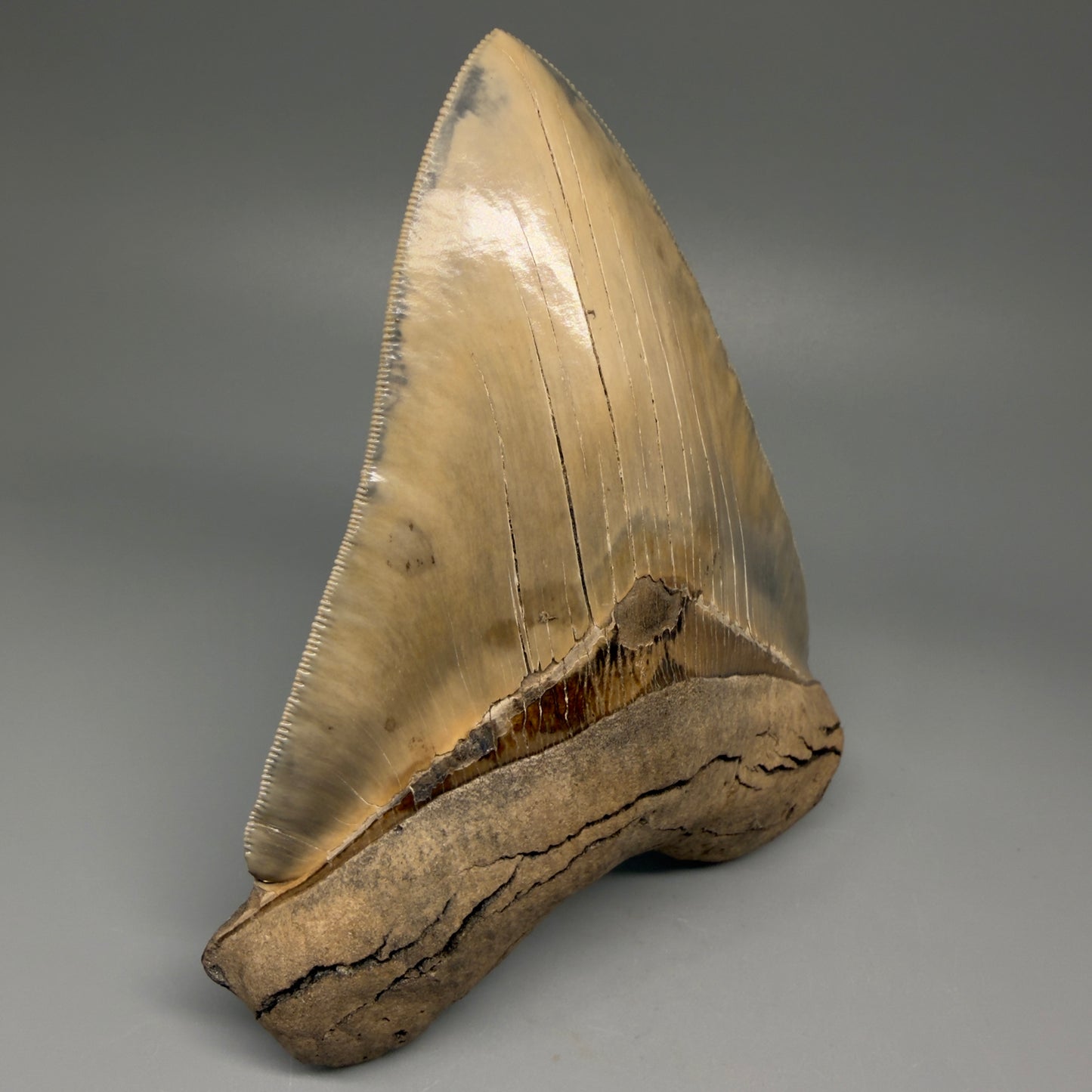 Front Left View Authentic 5.30" Collector Megalodon Tooth from South Carolina – Collector's Quality CM5485 
