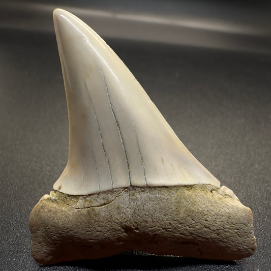 White 1.96 inches Isurus hastalis Extinct Mako Shark tooth from Bakersfield, California M500 front
