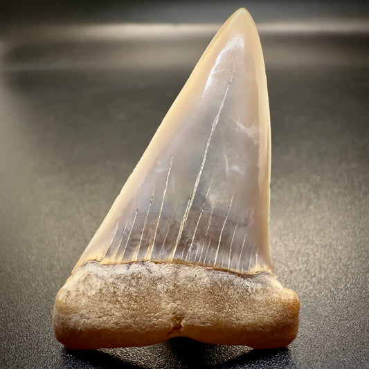 1.95 inches Colorful Extinct Mako - Isurus hastalis shark tooth from Bakersfield, California M501 front