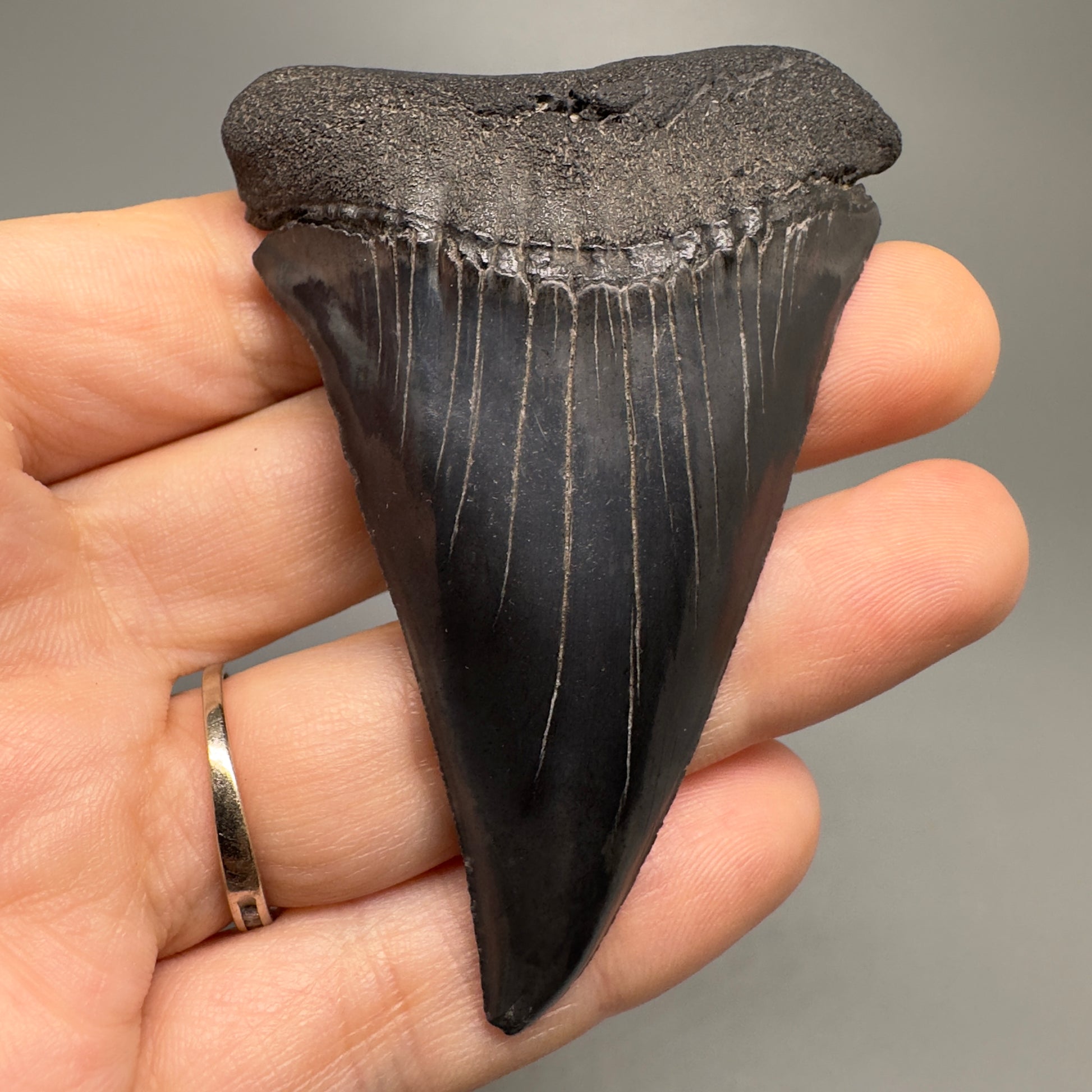 1.95 inches Colorful Extinct Mako - Isurus hastalis shark tooth from Bakersfield, California M501 front down