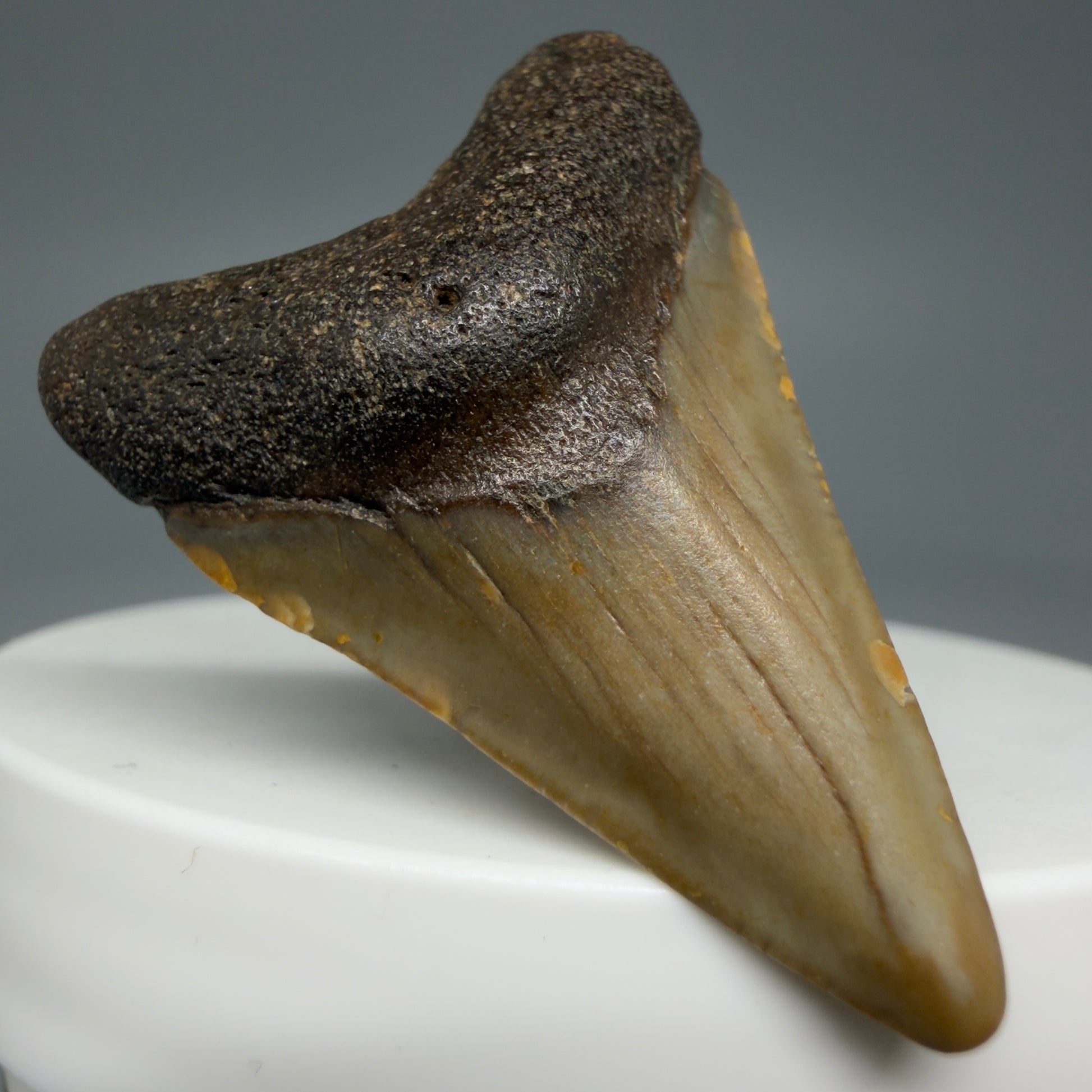 Front Left View 1.60" Fossil Megalodon Tooth - Authentic Carcharocles megalodon Fossil from North Carolina CM5933