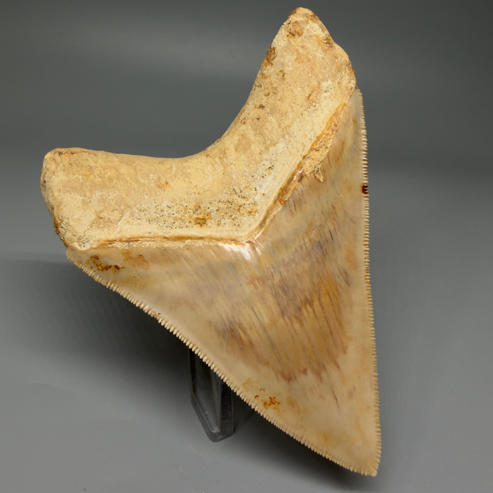 Back Left View Authentic, Gorgeous 4.37″ Colorful Megalodon Tooth – West Java Indonesia CM5486 