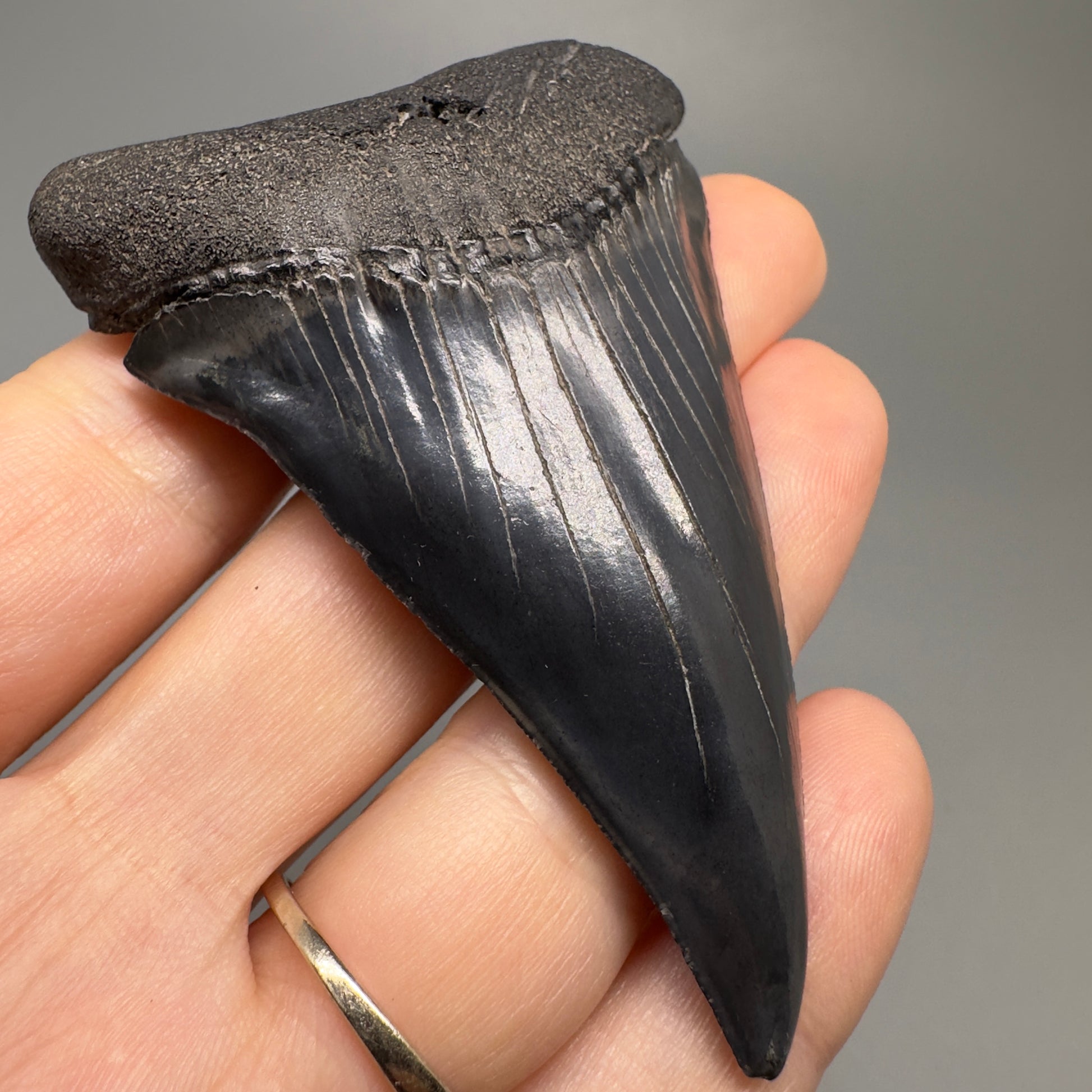 1.95 inches Colorful Extinct Mako - Isurus hastalis shark tooth from Bakersfield, California M501 back down