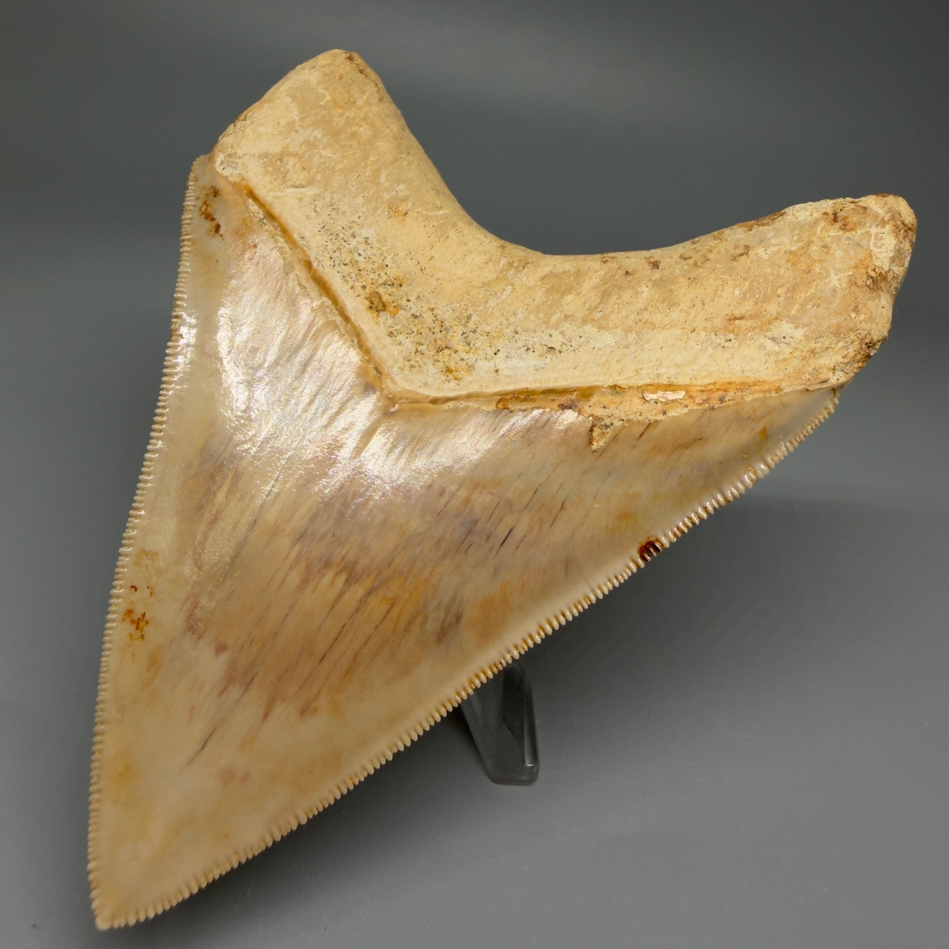 Back Right View Authentic, Gorgeous 4.37″ Colorful Megalodon Tooth – West Java Indonesia CM5486 