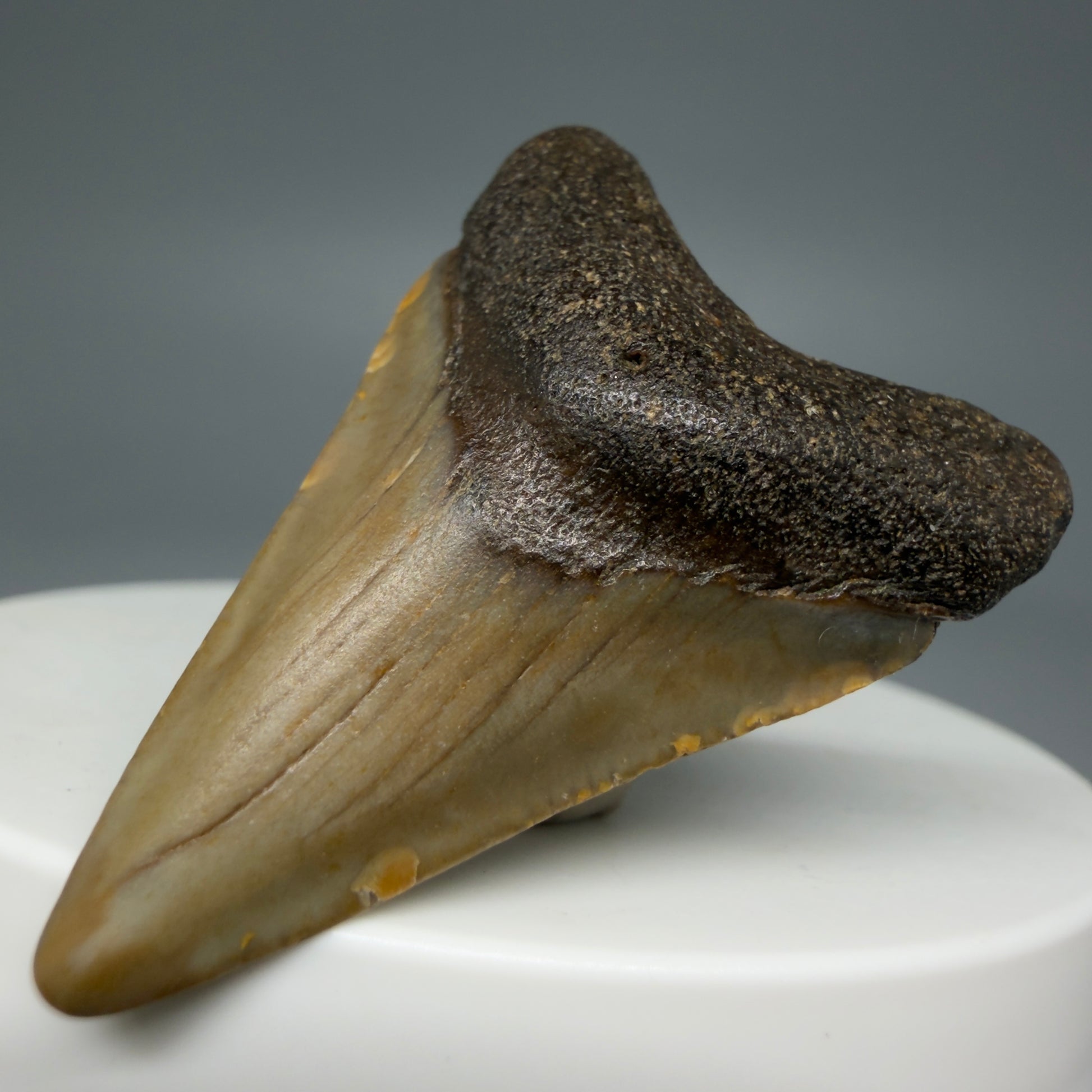 Front Right View 1.60" Fossil Megalodon Tooth - Authentic Carcharocles megalodon Fossil from North Carolina CM5933