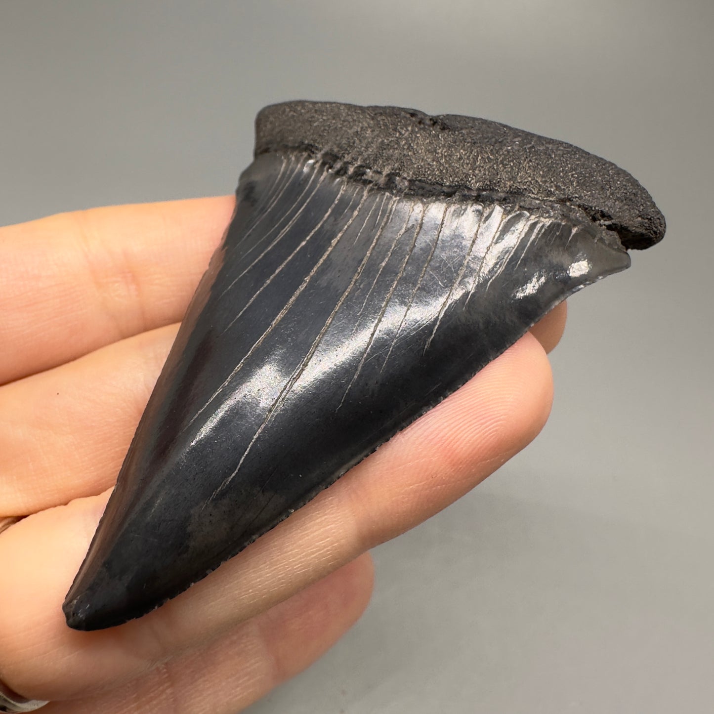 1.95 inches Colorful Extinct Mako - Isurus hastalis shark tooth from Bakersfield, California M501 front left