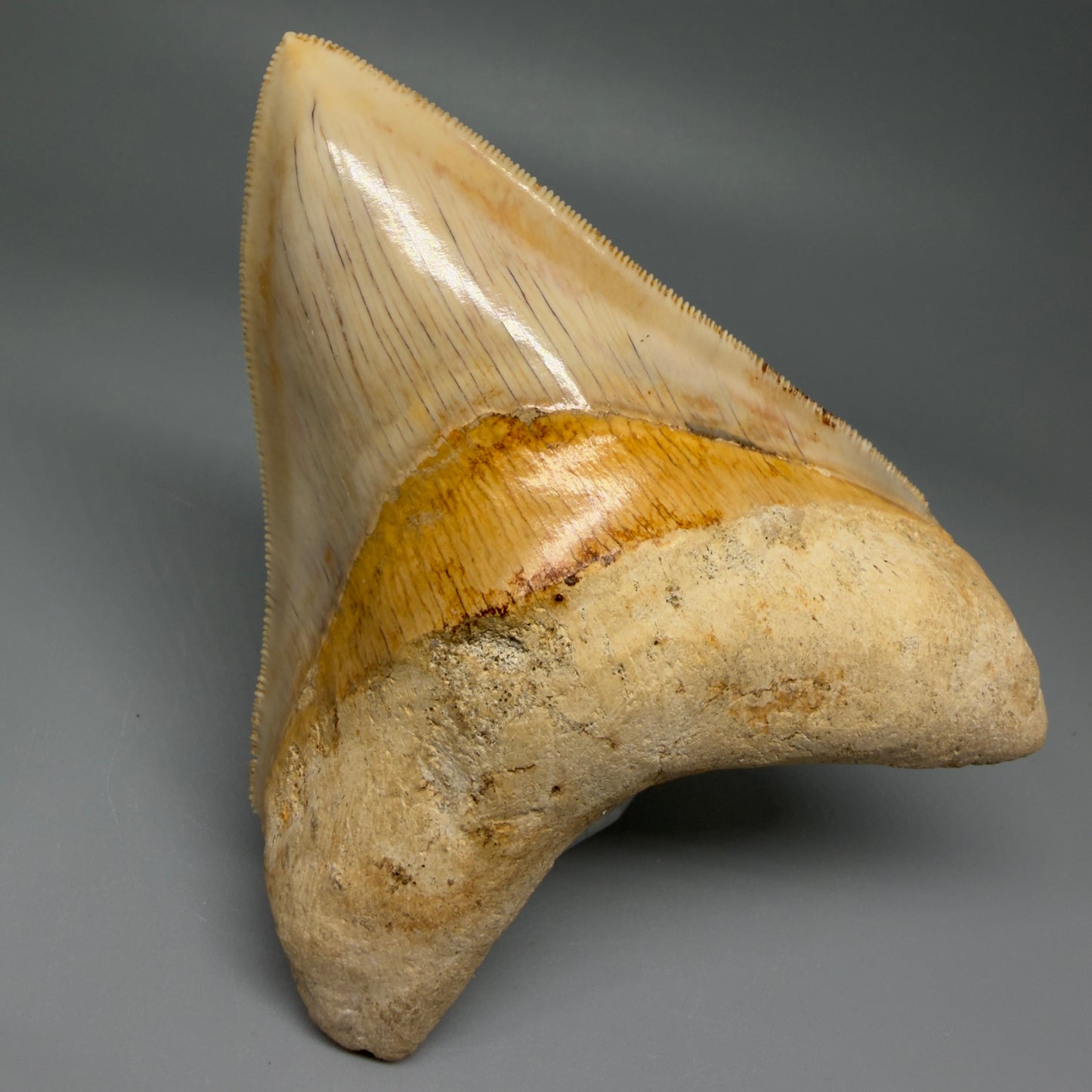 Front View Authentic, Gorgeous 4.37″ Colorful Megalodon Tooth – West Java Indonesia CM5486 - 3