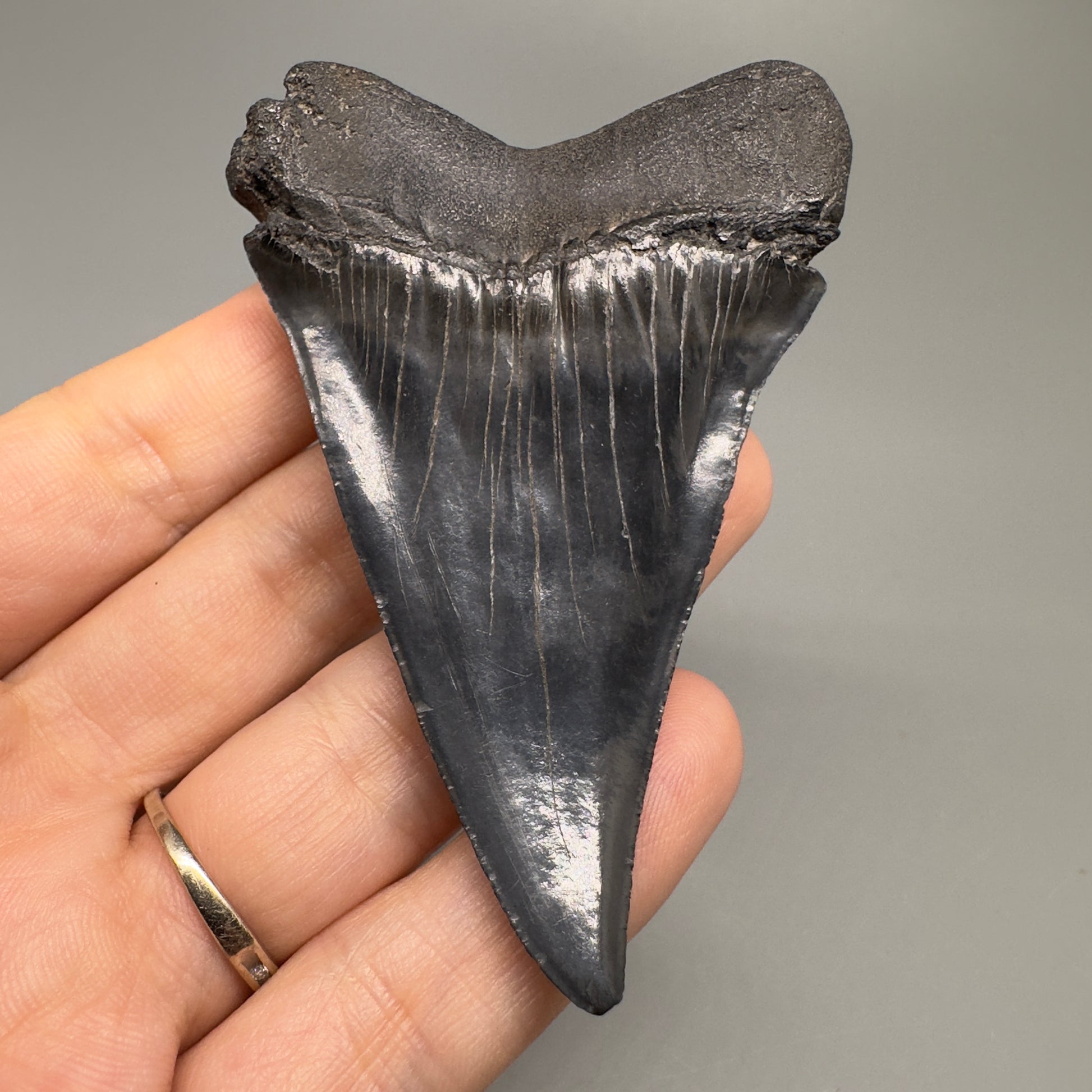 1.95 inches Colorful Extinct Mako - Isurus hastalis shark tooth from Bakersfield, California M501 front right