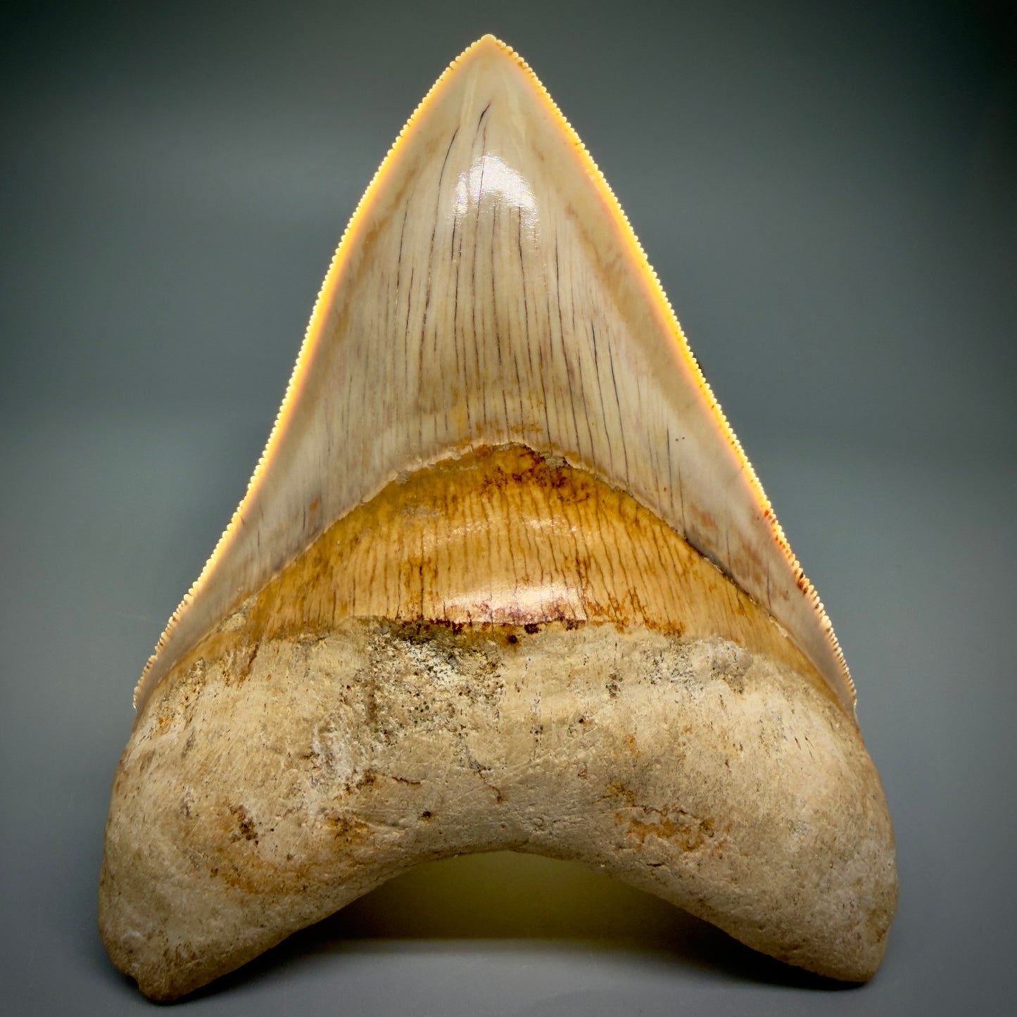 Front View Authentic, Gorgeous 4.37″ Colorful Megalodon Tooth – West Java Indonesia CM5486 - 2
