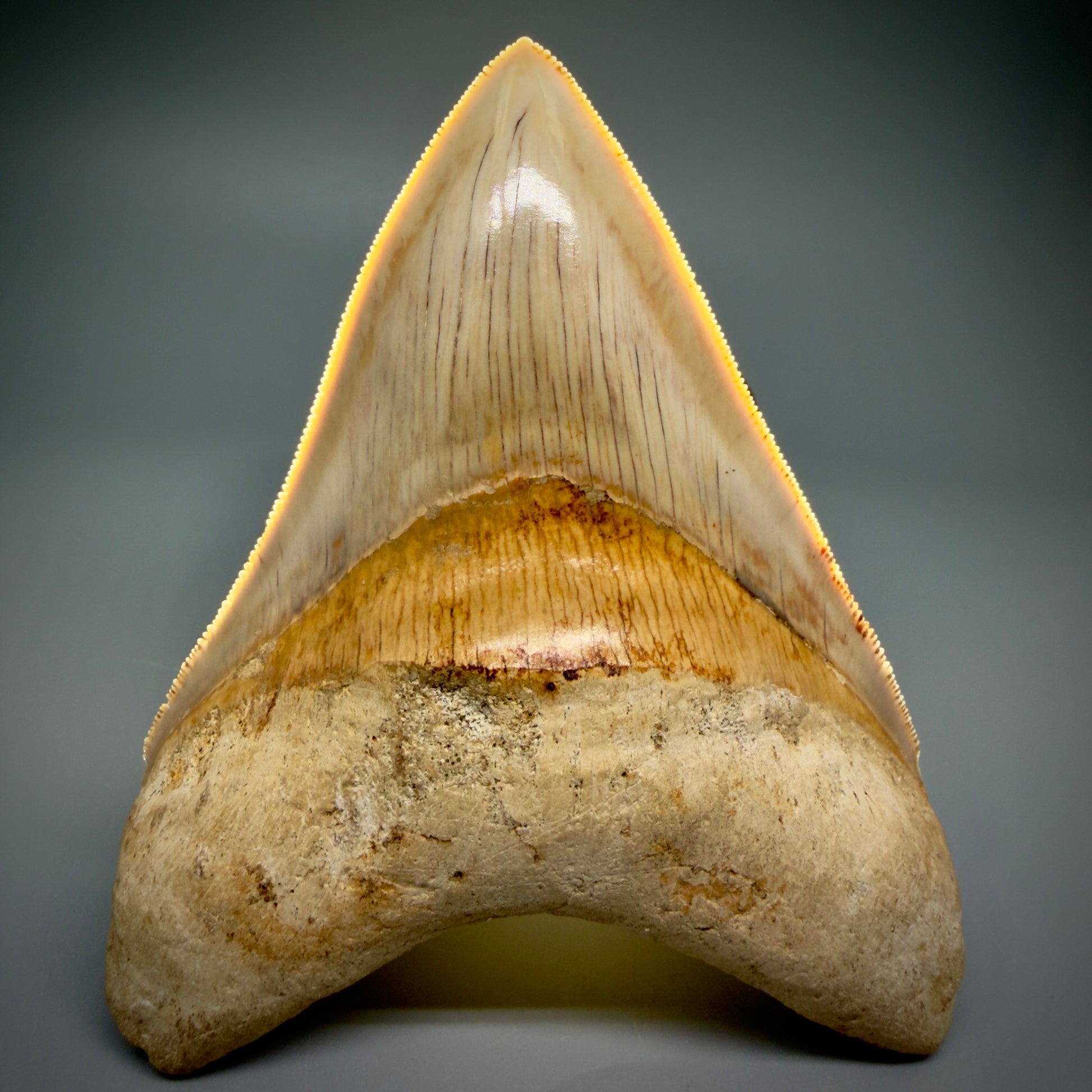 Front View Authentic, Gorgeous 4.37″ Colorful Megalodon Tooth – West Java Indonesia CM5486 - 2