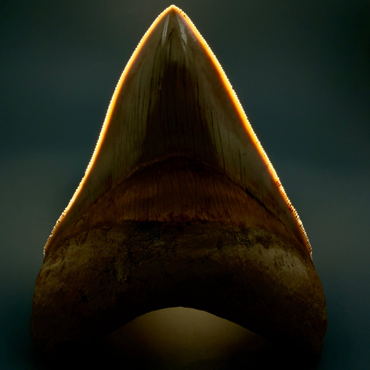 Front View Authentic, Gorgeous 4.37″ Colorful Megalodon Tooth – West Java Indonesia CM5486 - 1