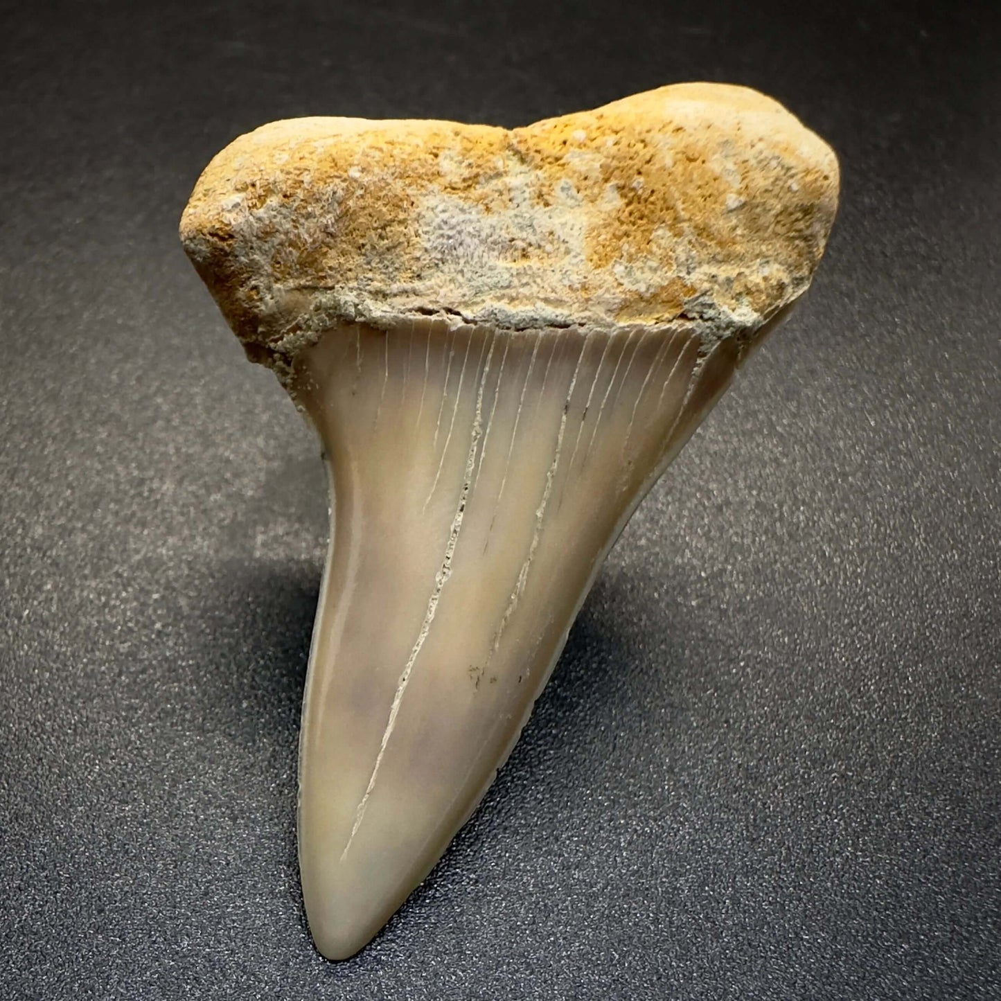 1.86 inches colorful Extinct Hooked-Tooth Mako - Isurus planus shark tooth from Bakersfield, California M503 front down