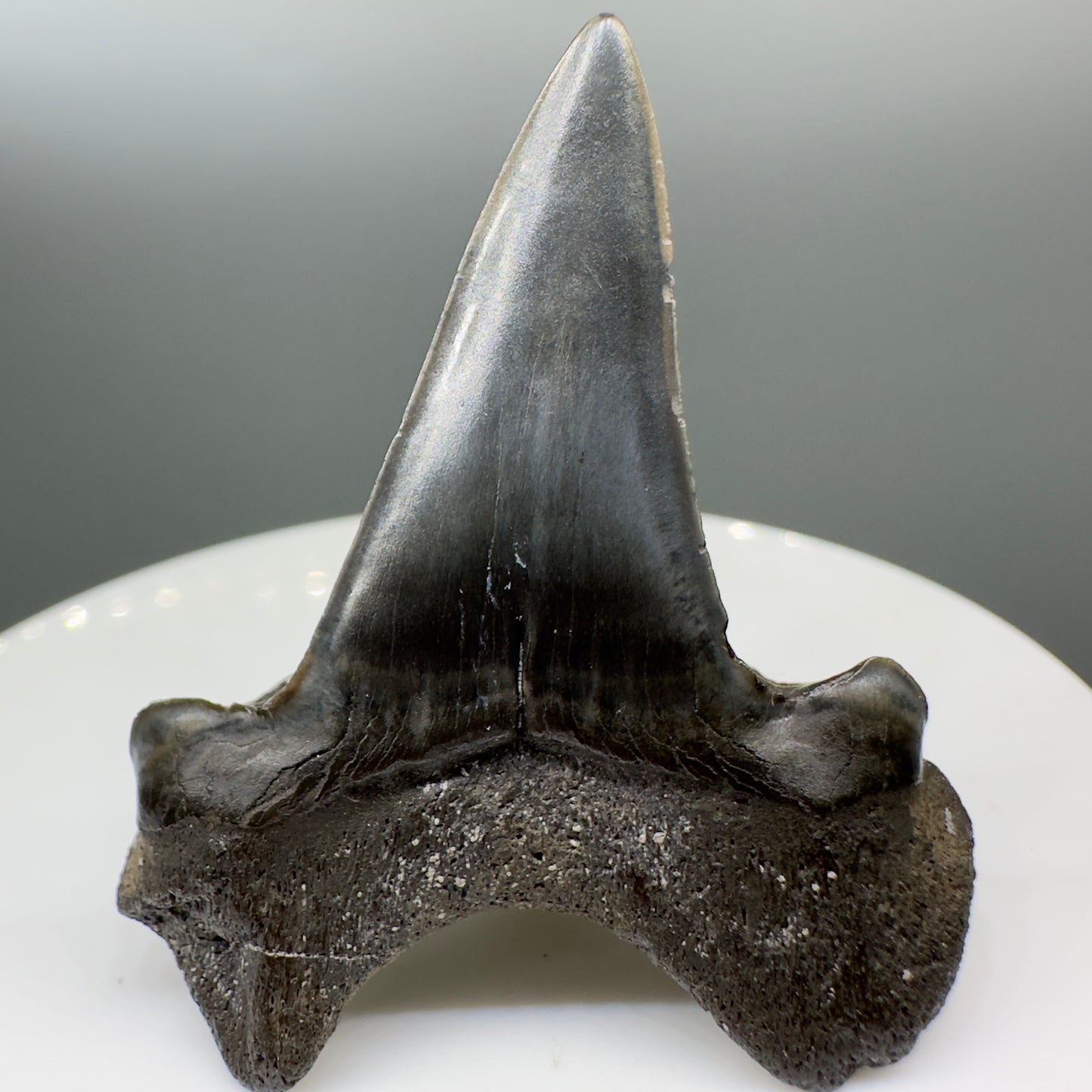 Rare, black 1.63" Fossil Extinct Cretoxyrhinid Shark tooth from Tarrant Co., TX R551 - Back