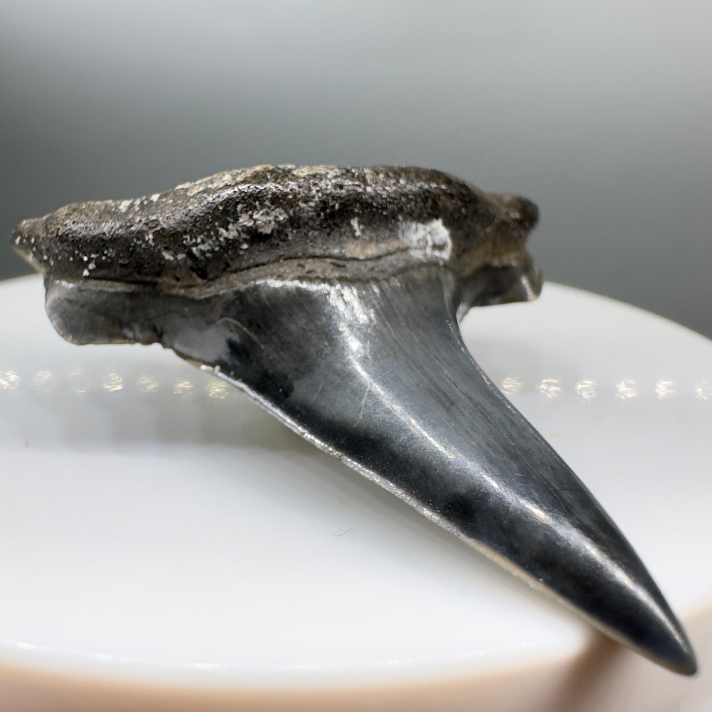 Rare, black 1.63" Fossil Extinct Cretoxyrhinid Shark tooth from Tarrant Co., TX R551 - Left