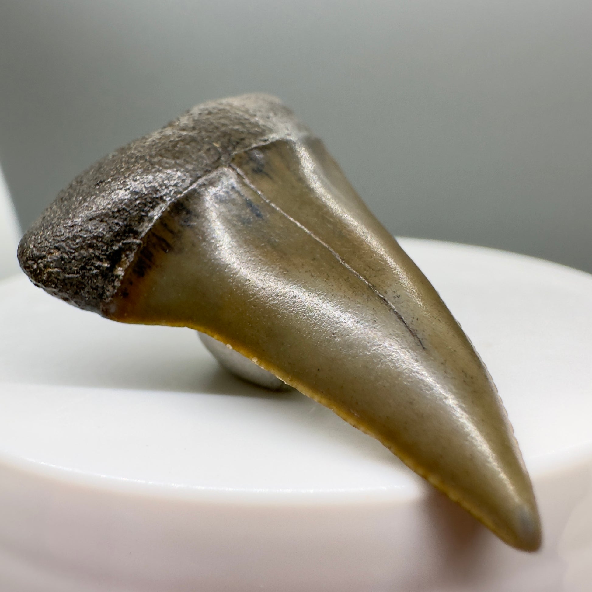 1.65" Colorful Fossil Isurus escheri - Extinct Serrated Mako Shark Tooth - Mill, The Netherlands - Rare tooth R560- Left