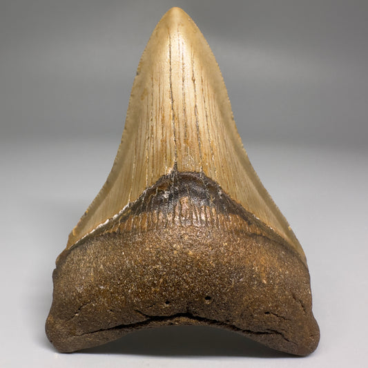 Colorful beauty lower 3.86" Real Megalodon Tooth from North Carolina CM5192 - Front