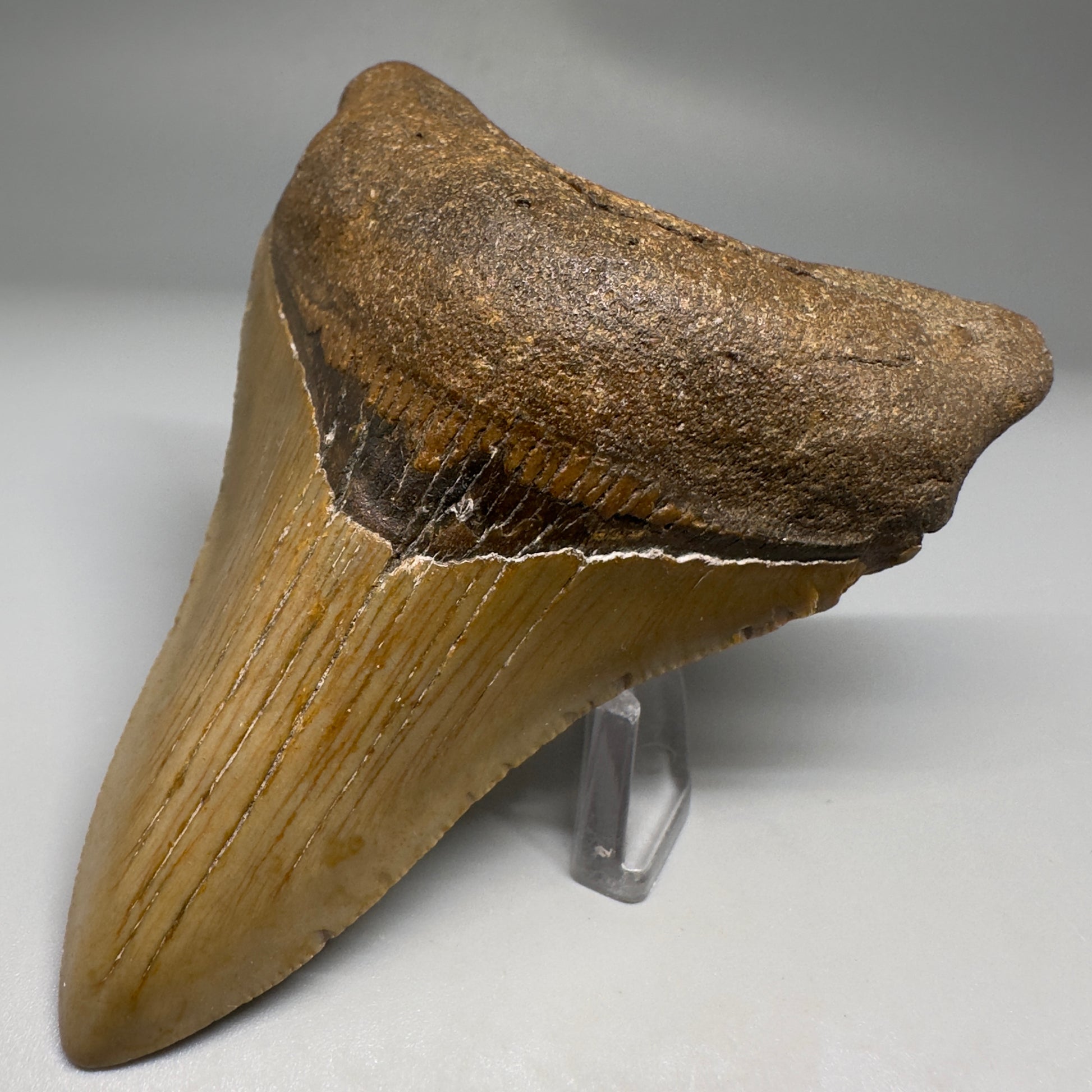 Colorful beauty lower 3.86" Real Megalodon Tooth from North Carolina CM5192 - Front Right