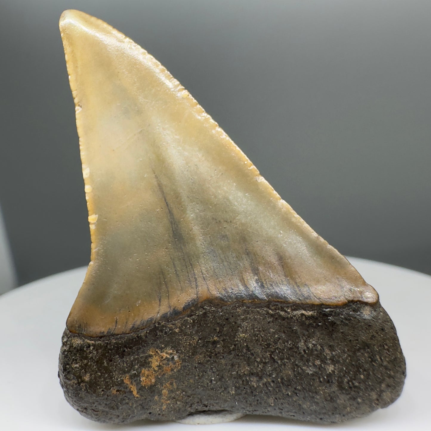 1.65" Colorful Fossil Isurus escheri - Extinct Serrated Mako Shark Tooth - Mill, The Netherlands - Rare tooth R560- Back