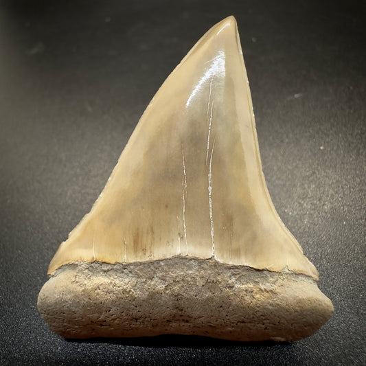 2.04 inches Colorful Extinct Mako - Isurus hastalis shark tooth from Aurora, NC M506 front