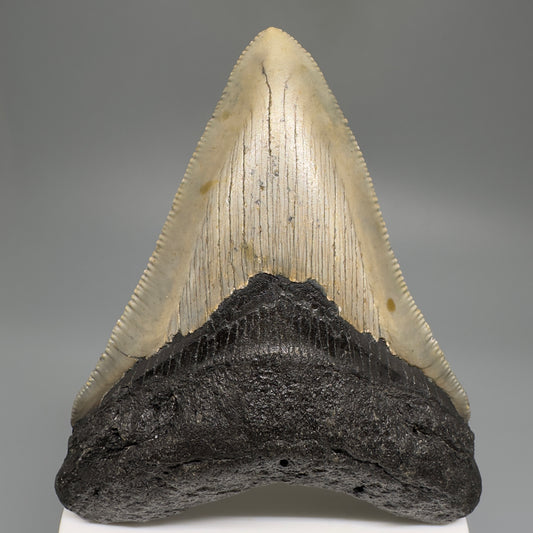 Beautiful Prints Serrated 3.52" Real Megalodon Tooth from North Carolina CM5191 - Front