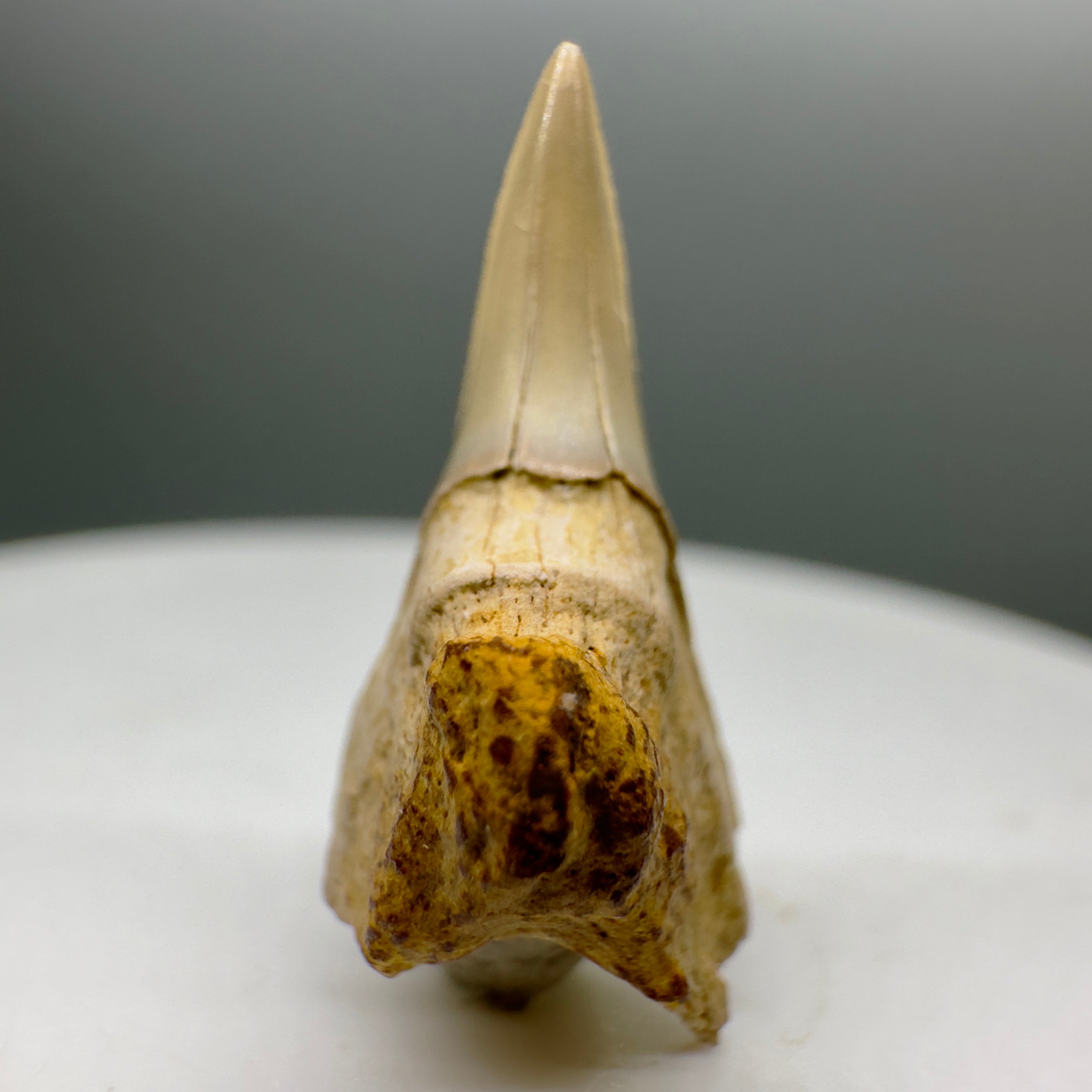 Rare Fossil Shark Teeth Collection - Authentic Specimens – Megalodon Teeth