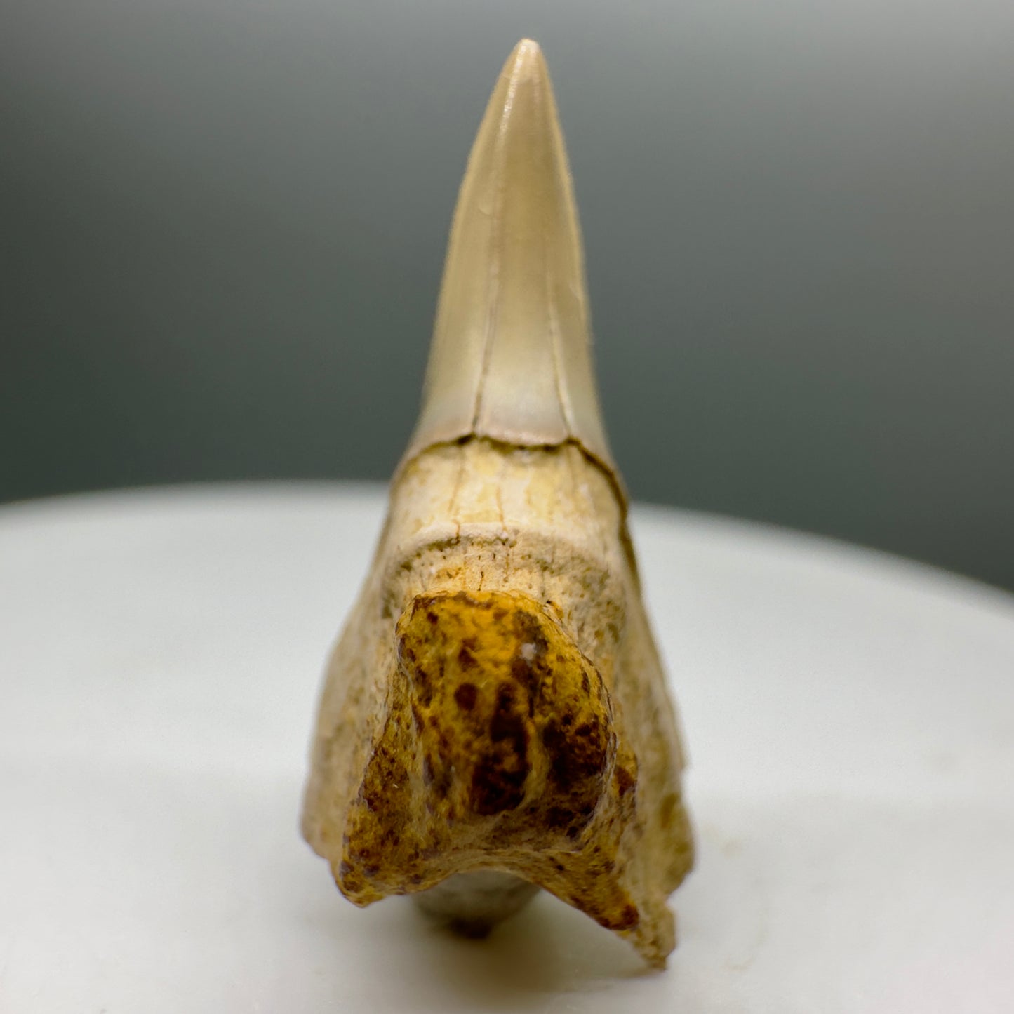 Rare 0.86" Fossil Paraisurus macrorhiza Shark Tooth - Russia R548 - Front 