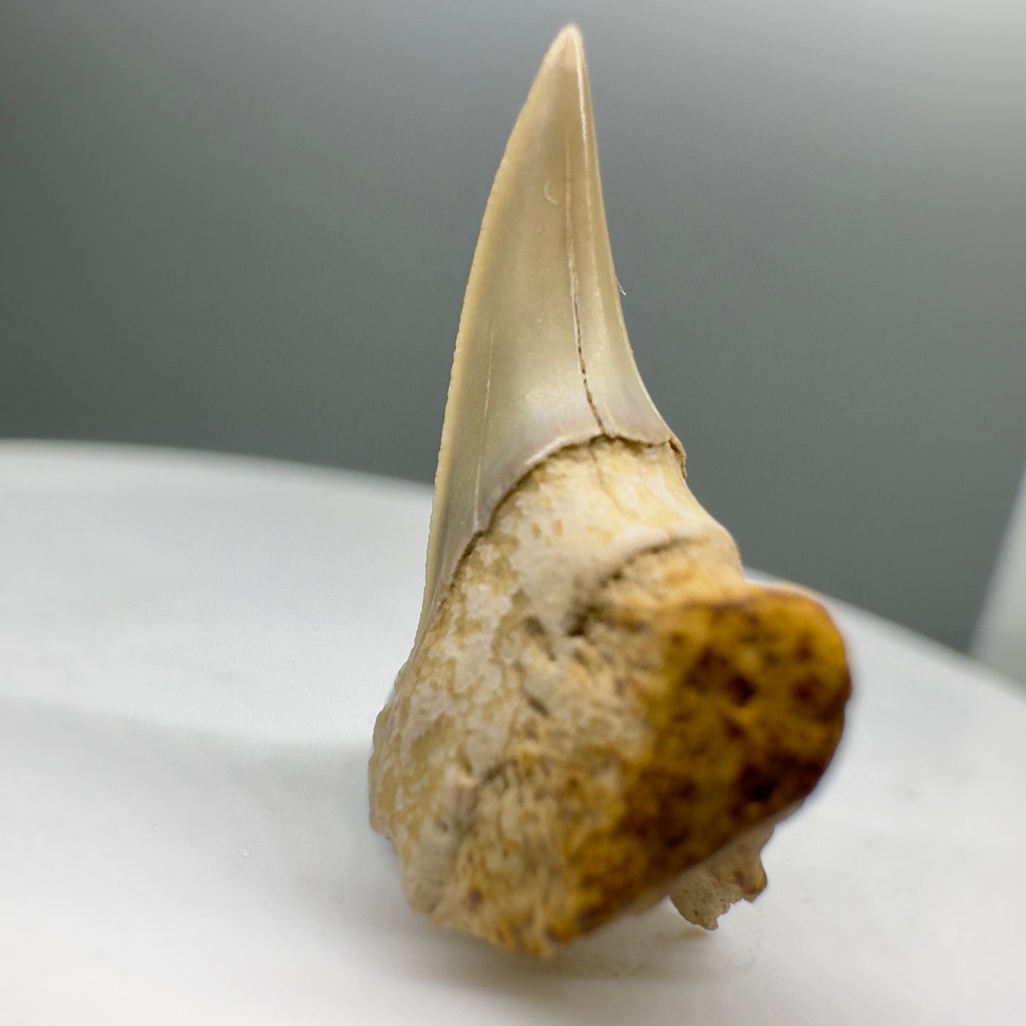 Rare 0.86" Fossil Paraisurus macrorhiza Shark Tooth - Russia R548 - Front left