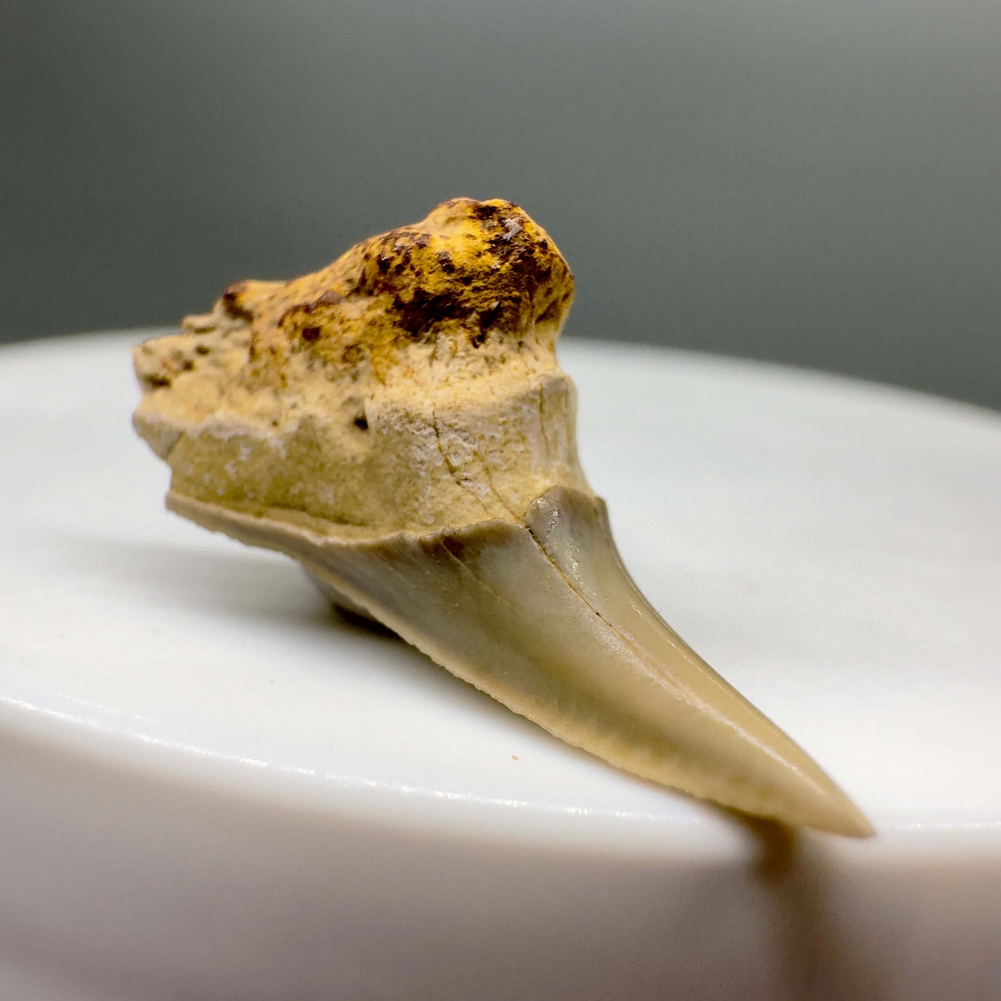Rare 0.86" Fossil Paraisurus macrorhiza Shark Tooth - Russia R548 - Front left 1