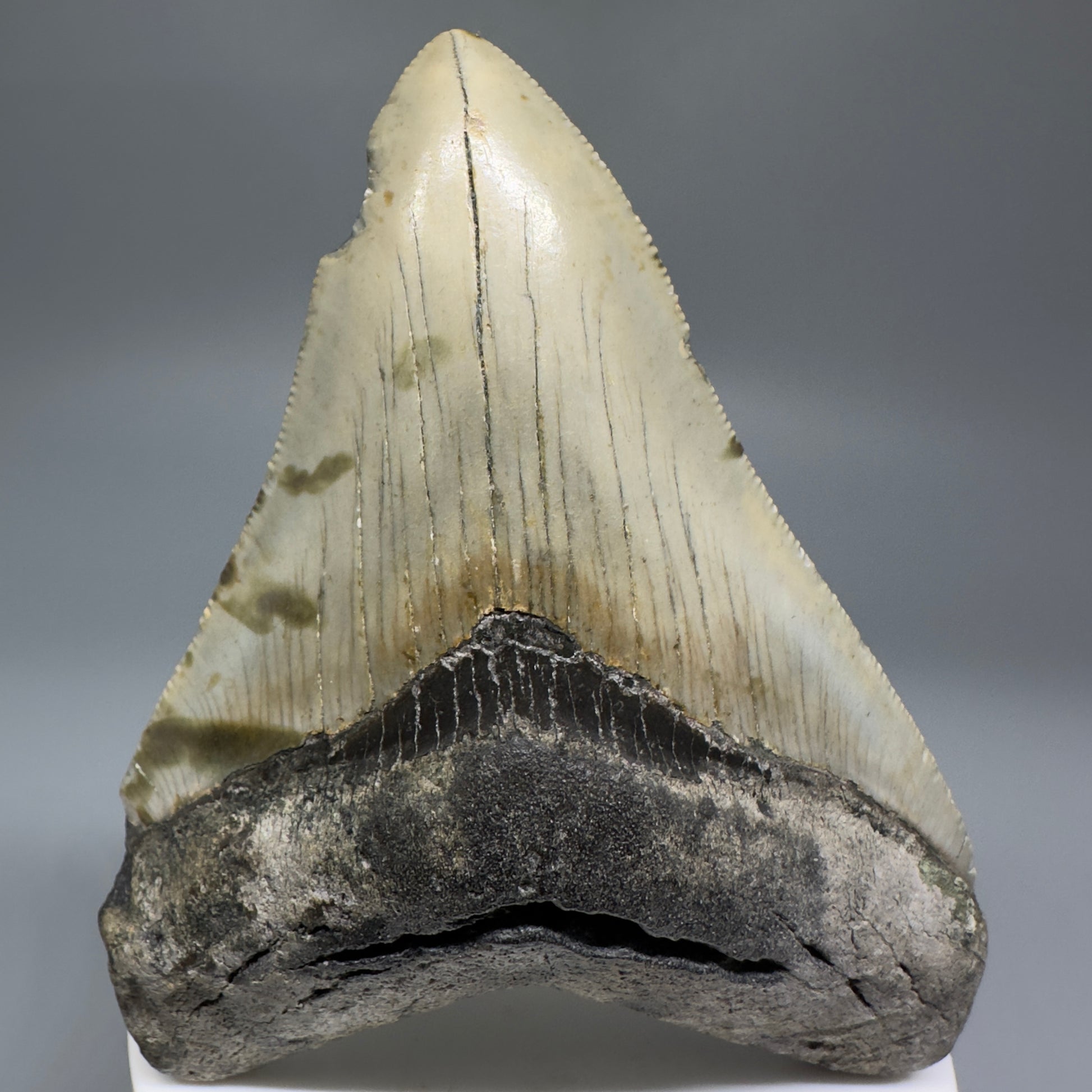Beautiful Prints Serrated 3.57" Real Megalodon Tooth from North Carolina CM5187 - Front