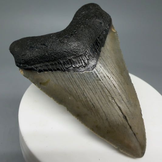 Front Left View 2.70" Fossil Megalodon Tooth - Authentic Carcharocles megalodon Fossil from North Carolina CM5940
