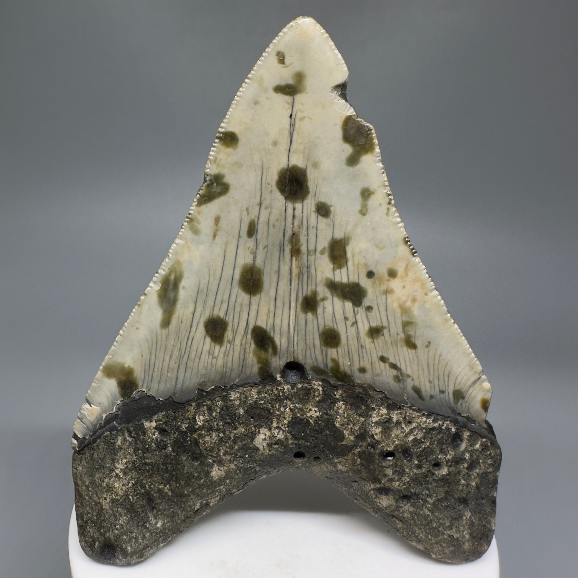 Beautiful Prints Serrated 3.57" Real Megalodon Tooth from North Carolina CM5187 - Back