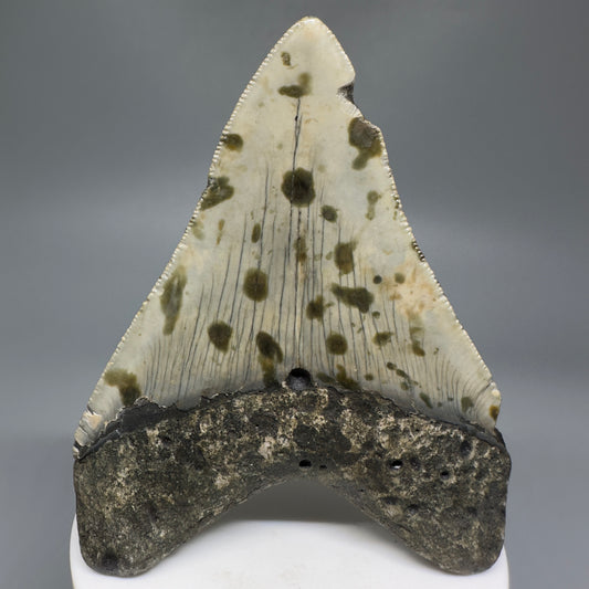 Beautiful Prints Serrated 3.57" Real Megalodon Tooth from North Carolina CM5187 - Back