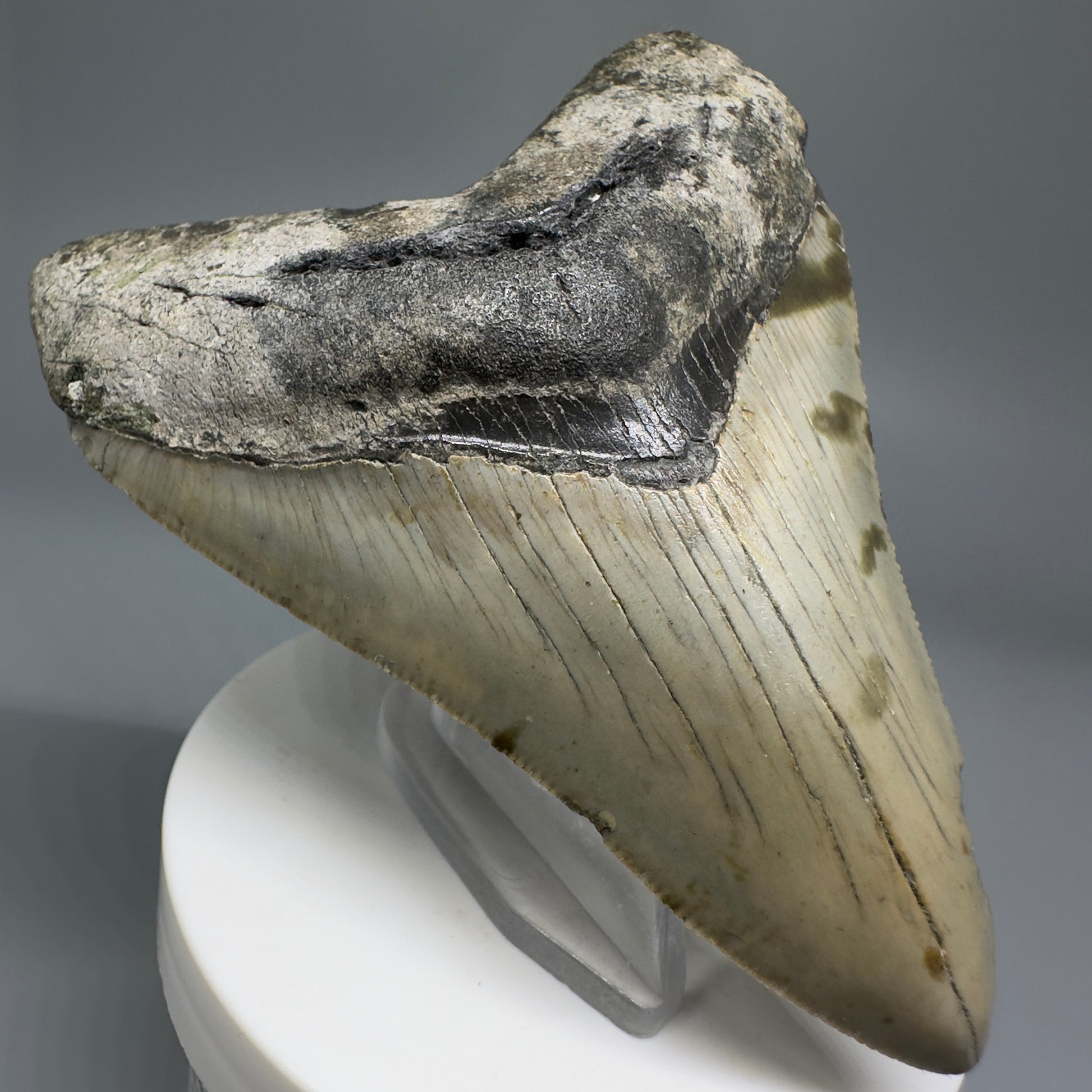 Beautiful Prints Serrated 3.57" Real Megalodon Tooth from North Carolina CM5187 - Front Left