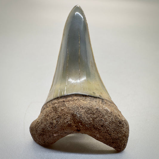 1.96 inches colorful Extinct Mako - isurus hastalis shark tooth from southeast, USA M510 front