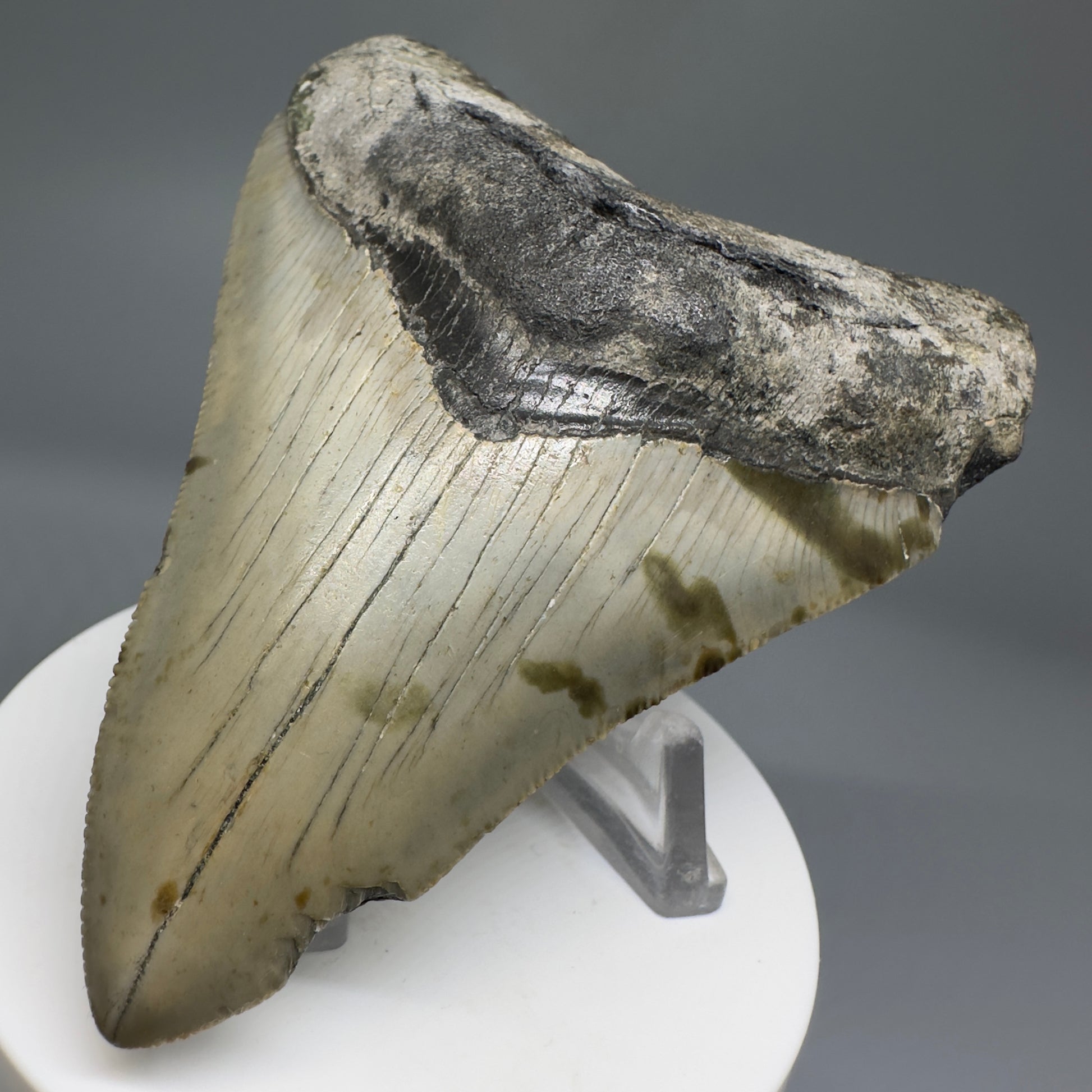 Beautiful Prints Serrated 3.57" Real Megalodon Tooth from North Carolina CM5187 - Front Right