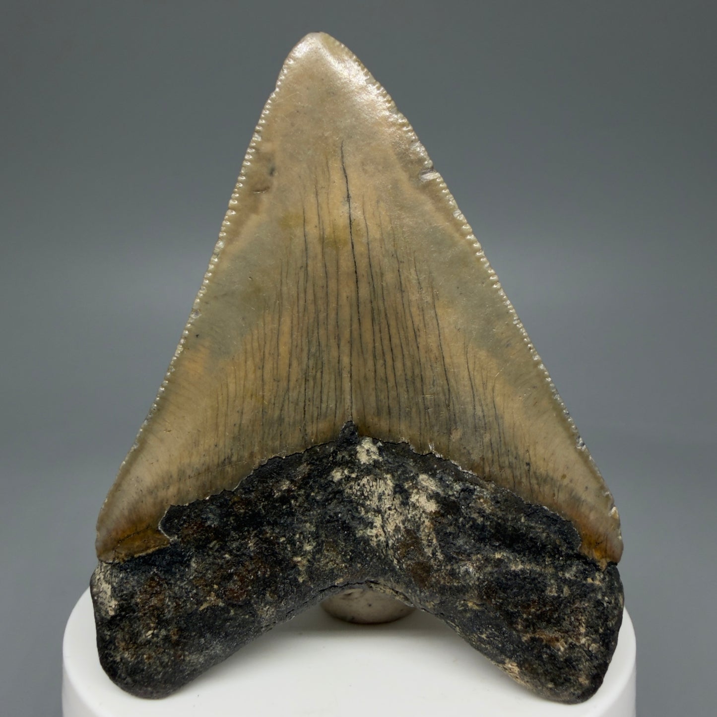 Back View 2.84" Fossil Megalodon Tooth - Authentic Carcharocles megalodon Fossil from North Carolina CM5941